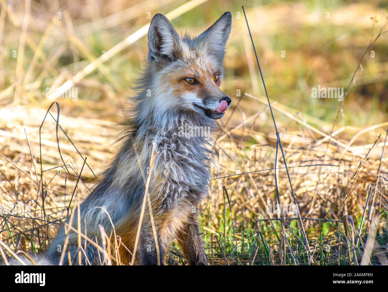 Una volpe rossa su una mattina di primavera in montagna Foto Stock