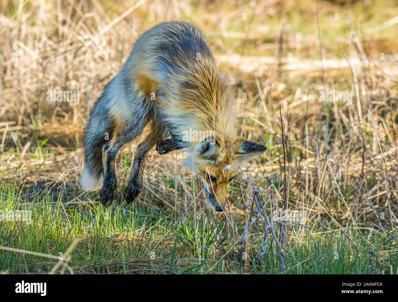Una volpe rossa su una mattina di primavera in montagna Foto Stock