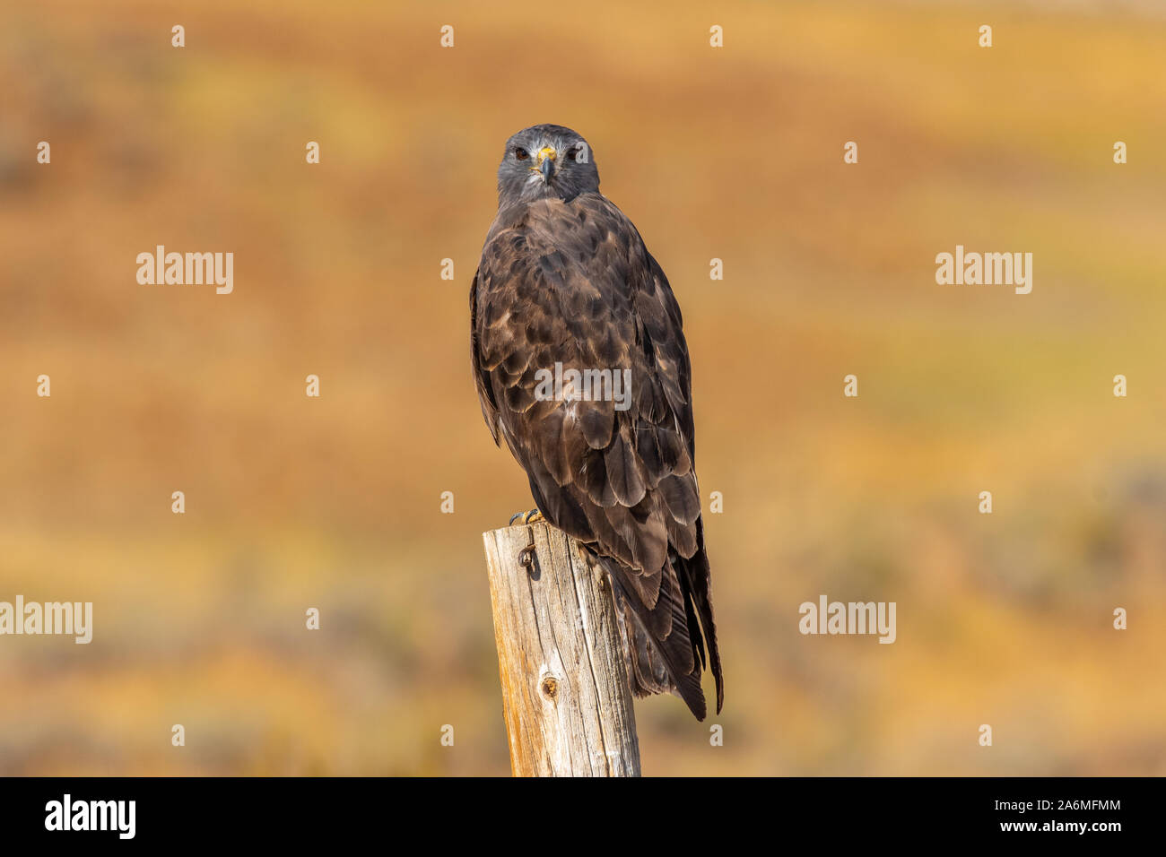 Un rosso-tailed Hawk appollaiato su un palo da recinzione nelle praterie di Colorado Foto Stock