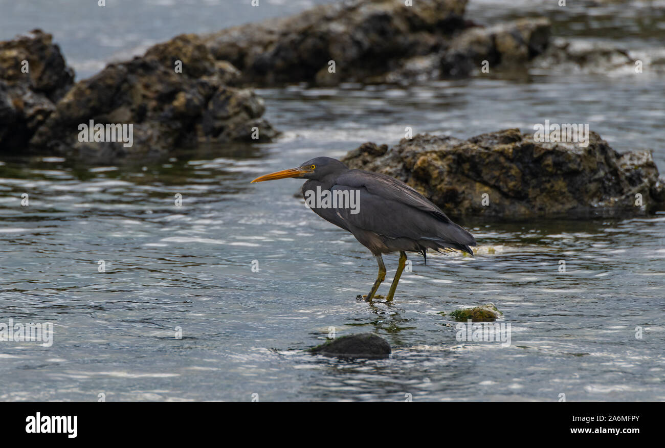 Un Morph scuro Reef Heron al largo della costa della Nuova Zelanda Foto Stock