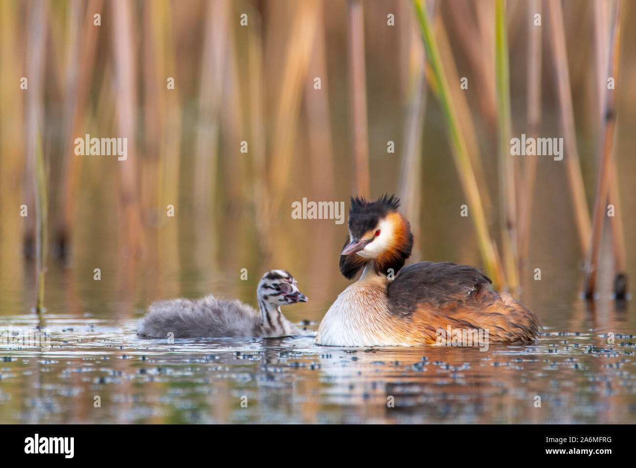 Svasso maggiore, Podiceps cristatus. I bambini con adulti . Foto Stock