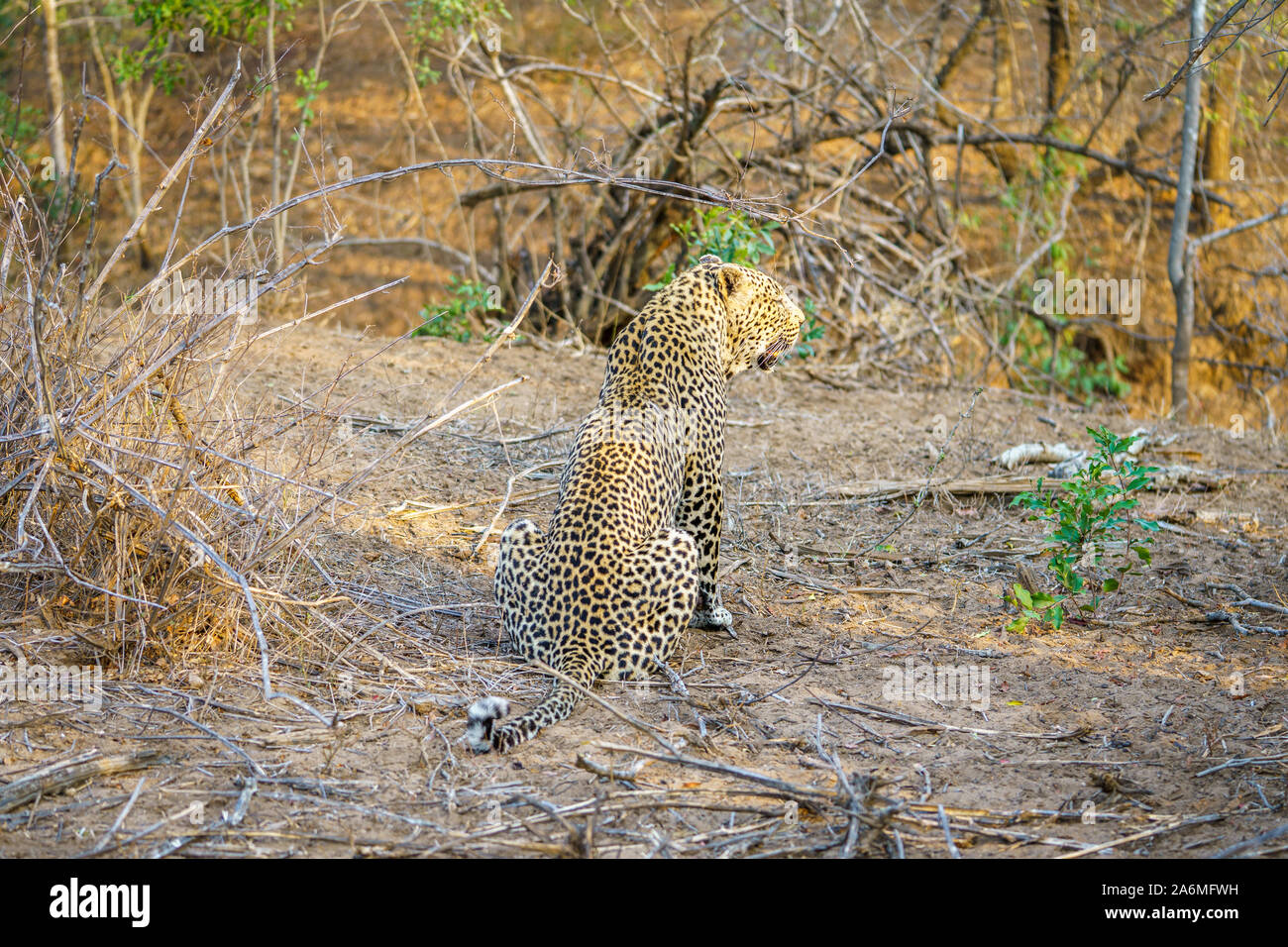 Wild leopard nel parco nazionale di Kruger a Mpumalanga in Sudafrica Foto Stock