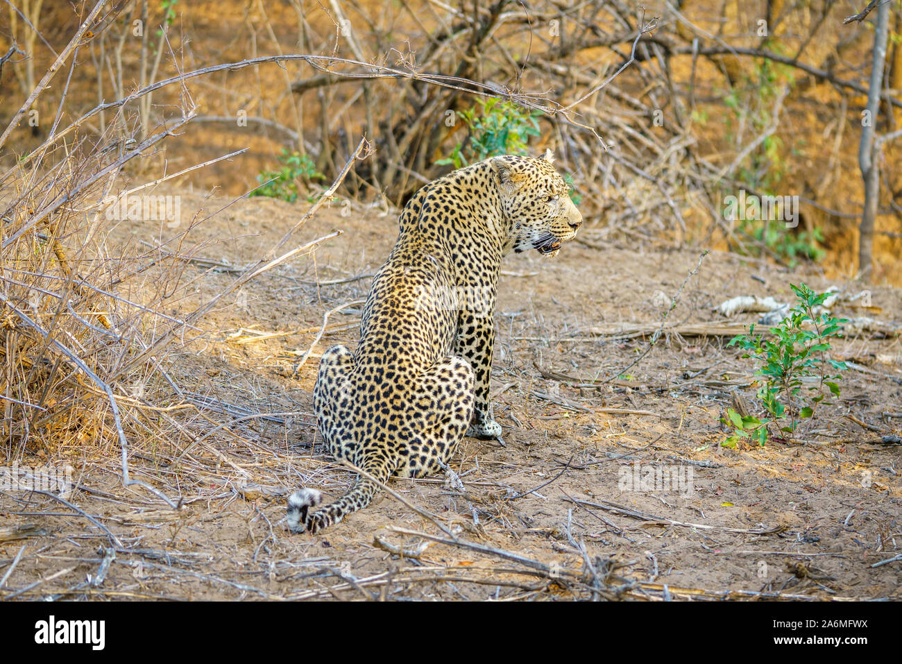 Wild leopard nel parco nazionale di Kruger a Mpumalanga in Sudafrica Foto Stock