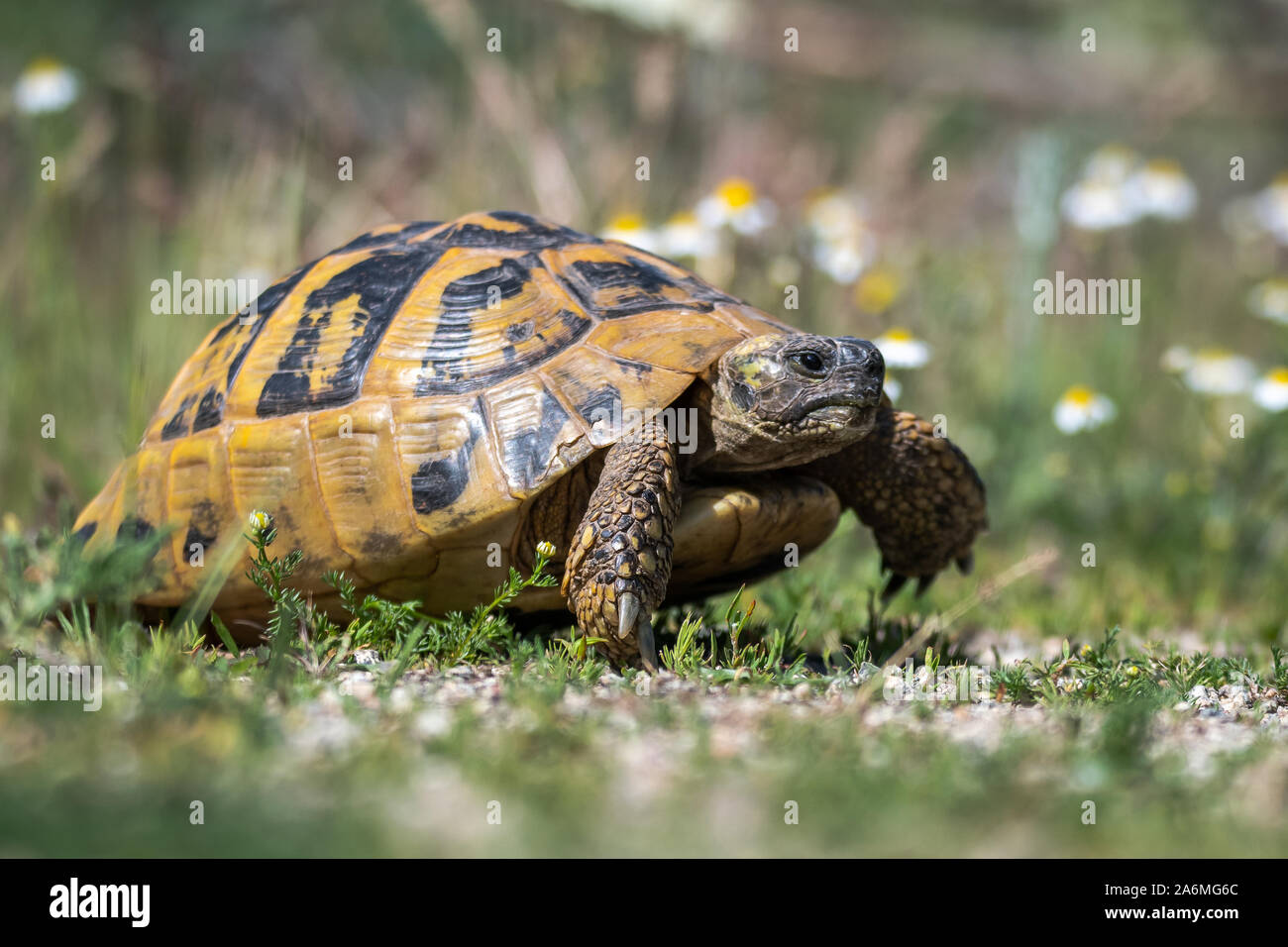 Eastern Hermann's - tartaruga Testudo hermanni boettgeri. Foto Stock