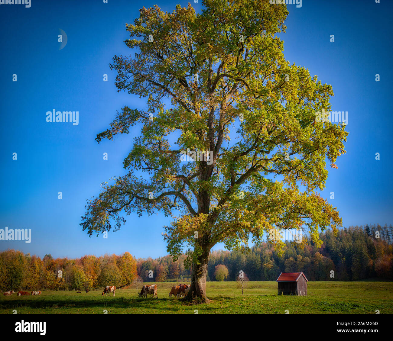 DE - Baviera: tranquilla scena agricola nei pressi di Bad Toelz Foto Stock