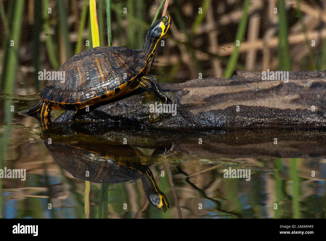 Un giallo-cursore panciuto Turtle Sunning in Georgia Foto Stock
