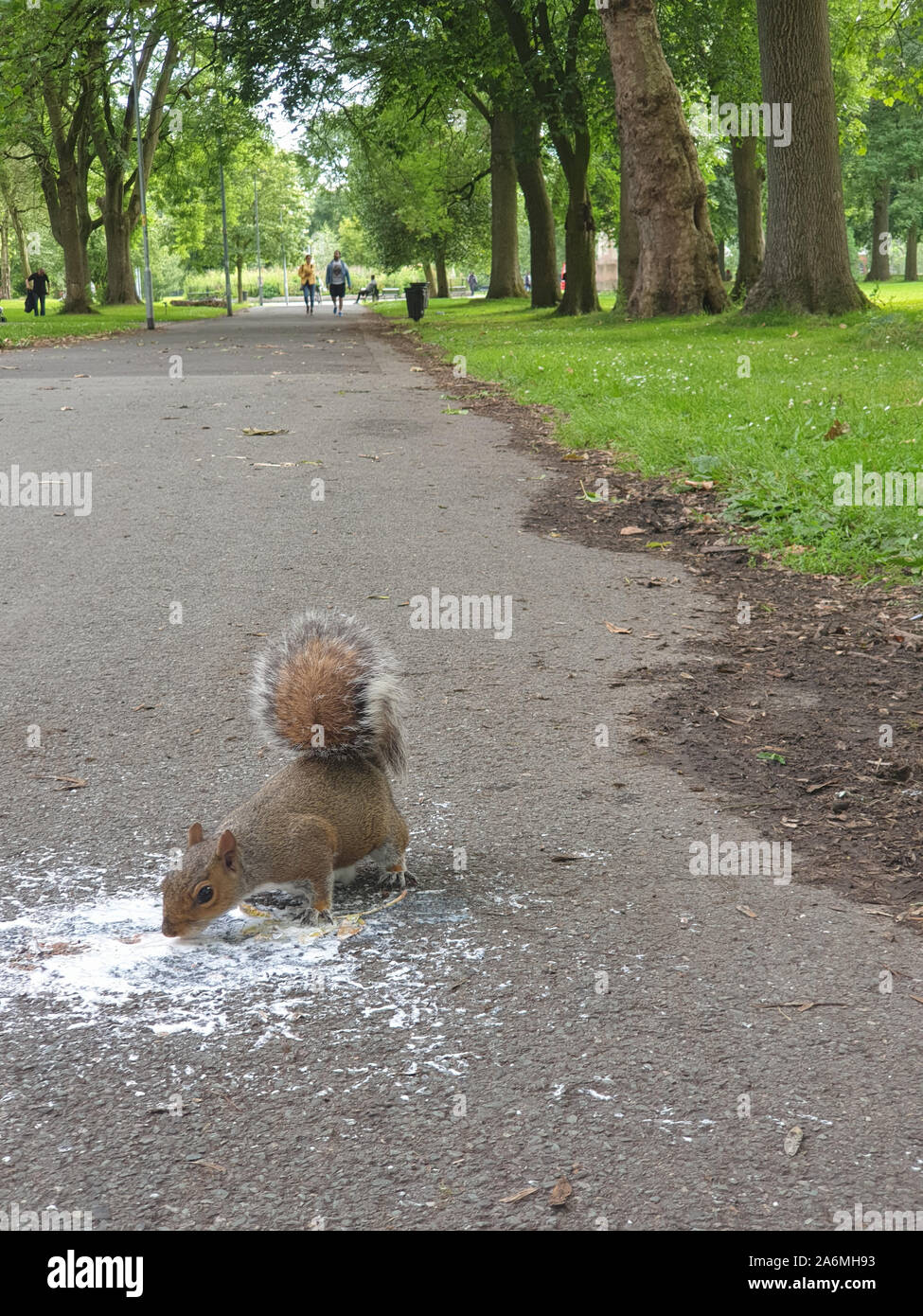 Scoiattolo in un parco cittadino mangia il gelato che è caduto su un asfalto percorso. Girato a Whitworth Park a Manchester, Regno Unito Foto Stock