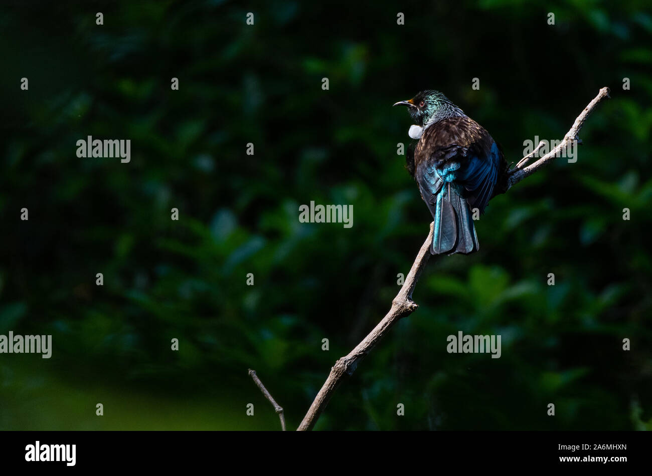 Una bella interfaccia telefonica utente mostra il suo collo bianco Piume e penne iridescente Foto Stock