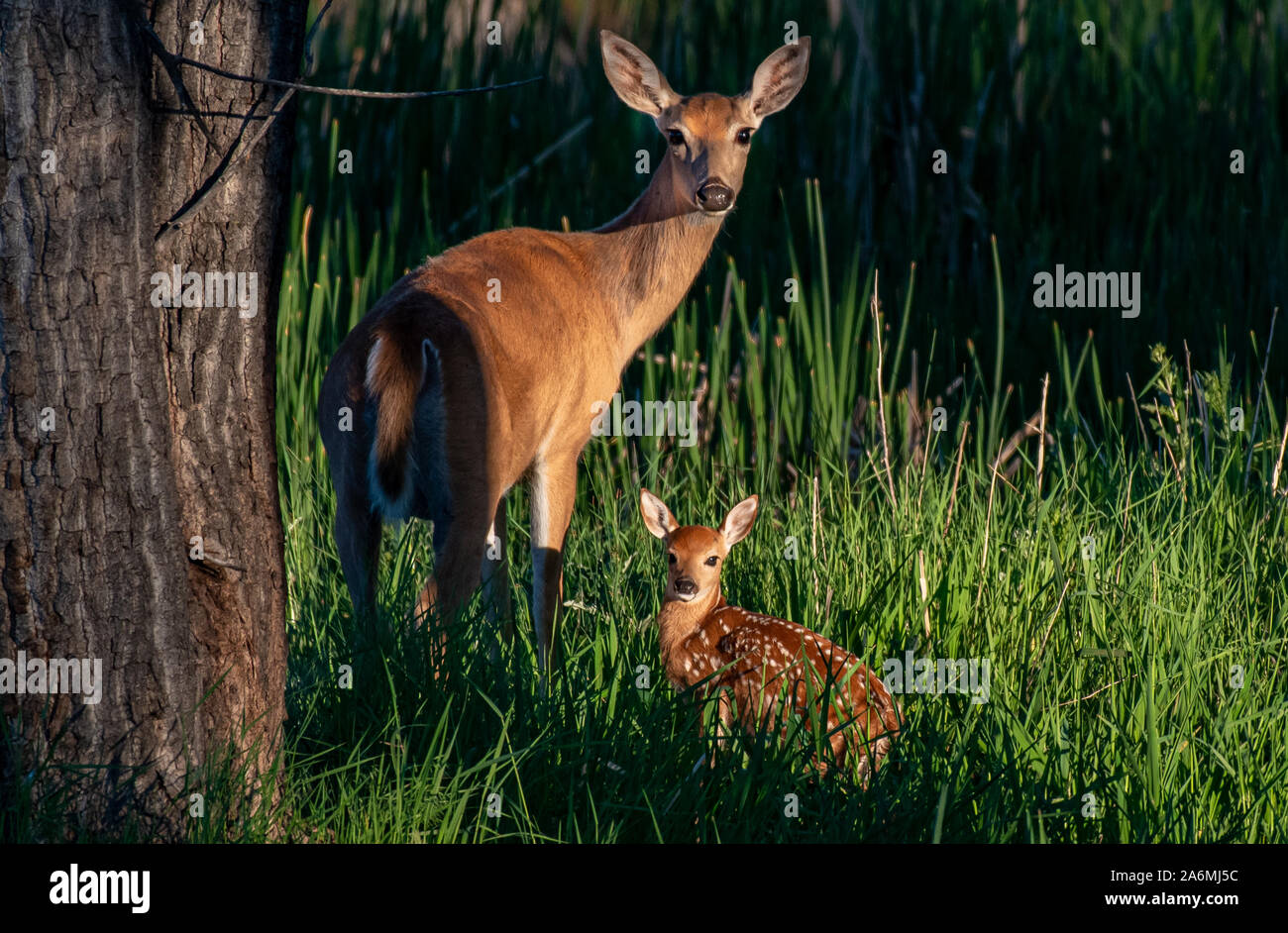 Un bel bianco-Tailed Deer Madre Doe e suoi cerbiatti Foto Stock