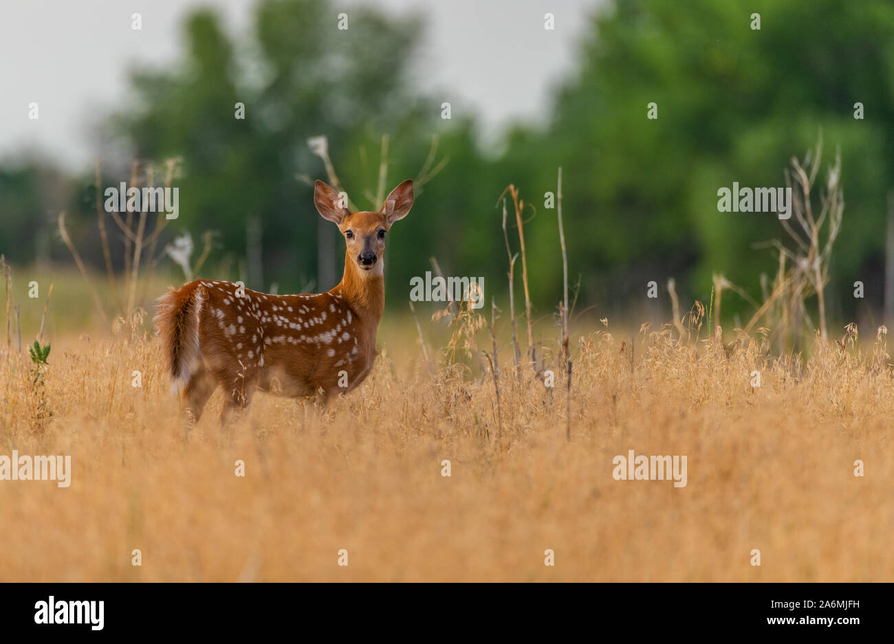 Un bel bianco-Tailed Deer Fawn esplorare le pianure del Colorado Foto Stock