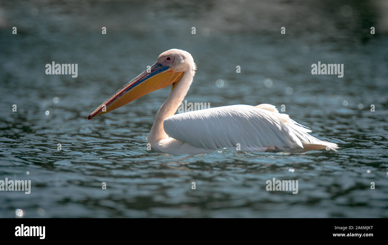 Great White pelican - Pelecanus onocrotalus. Noto anche come il bianco orientale pelican o pelican ottimistico Foto Stock