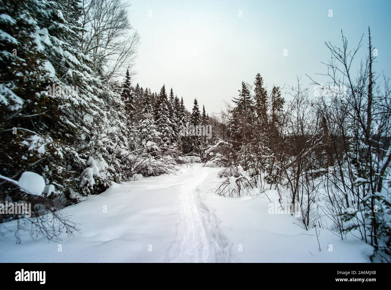 Strada circondata da alberi pieni di neve in Quebec / Canada Foto Stock