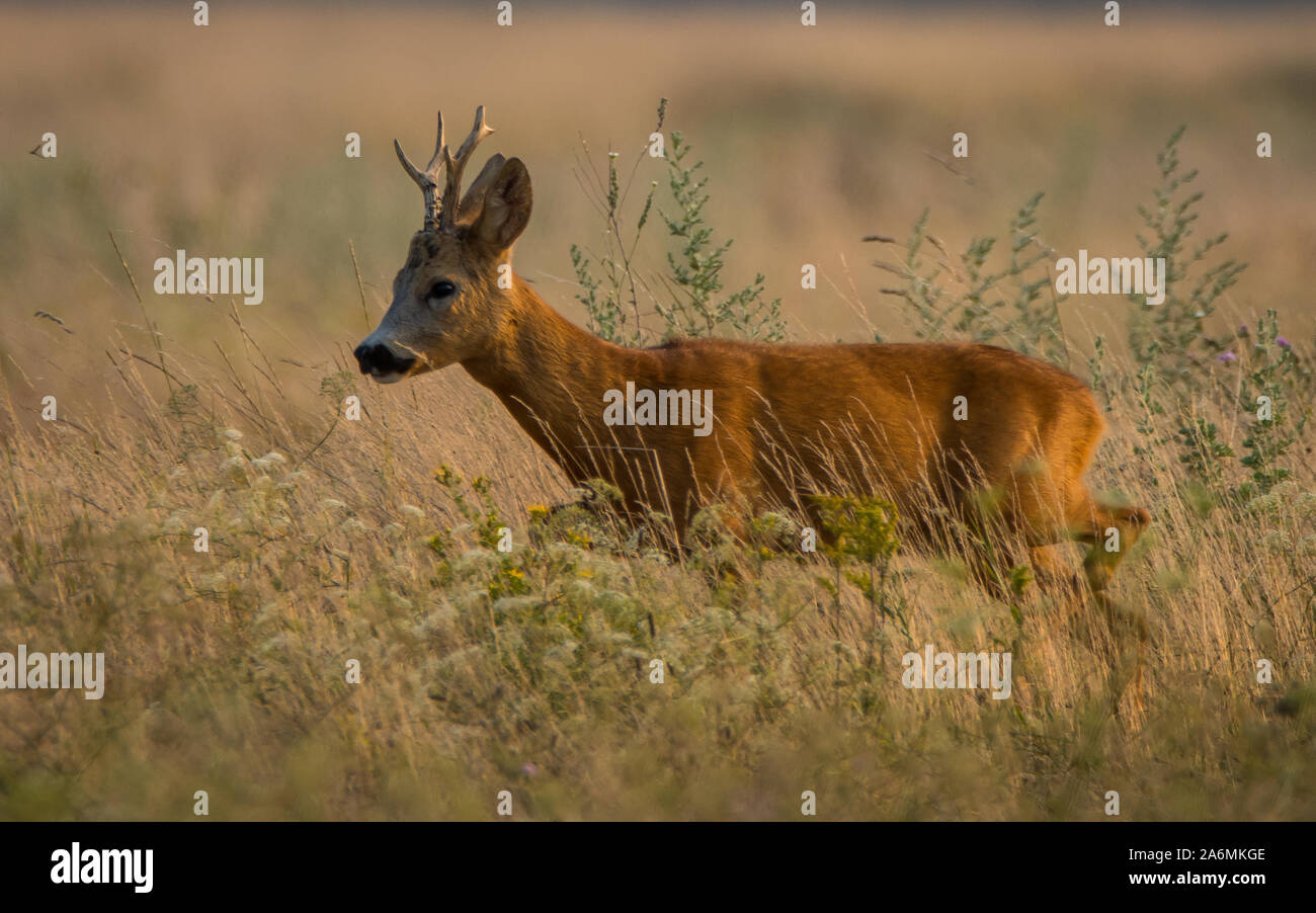 Il capriolo Capreolus capreolus Foto Stock