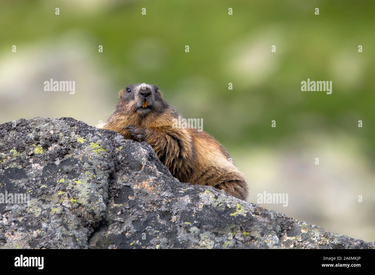La marmotta alpina, Marmota marmota, Alti Tatra, Slovacchia Foto Stock