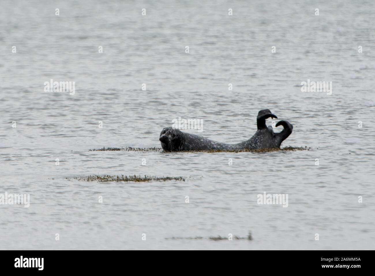 Comune o la guarnizione del porto sulle rive di Loch Fleet Riserva Naturale Nazionale, vicino a Dornoch, Scozia Foto Stock