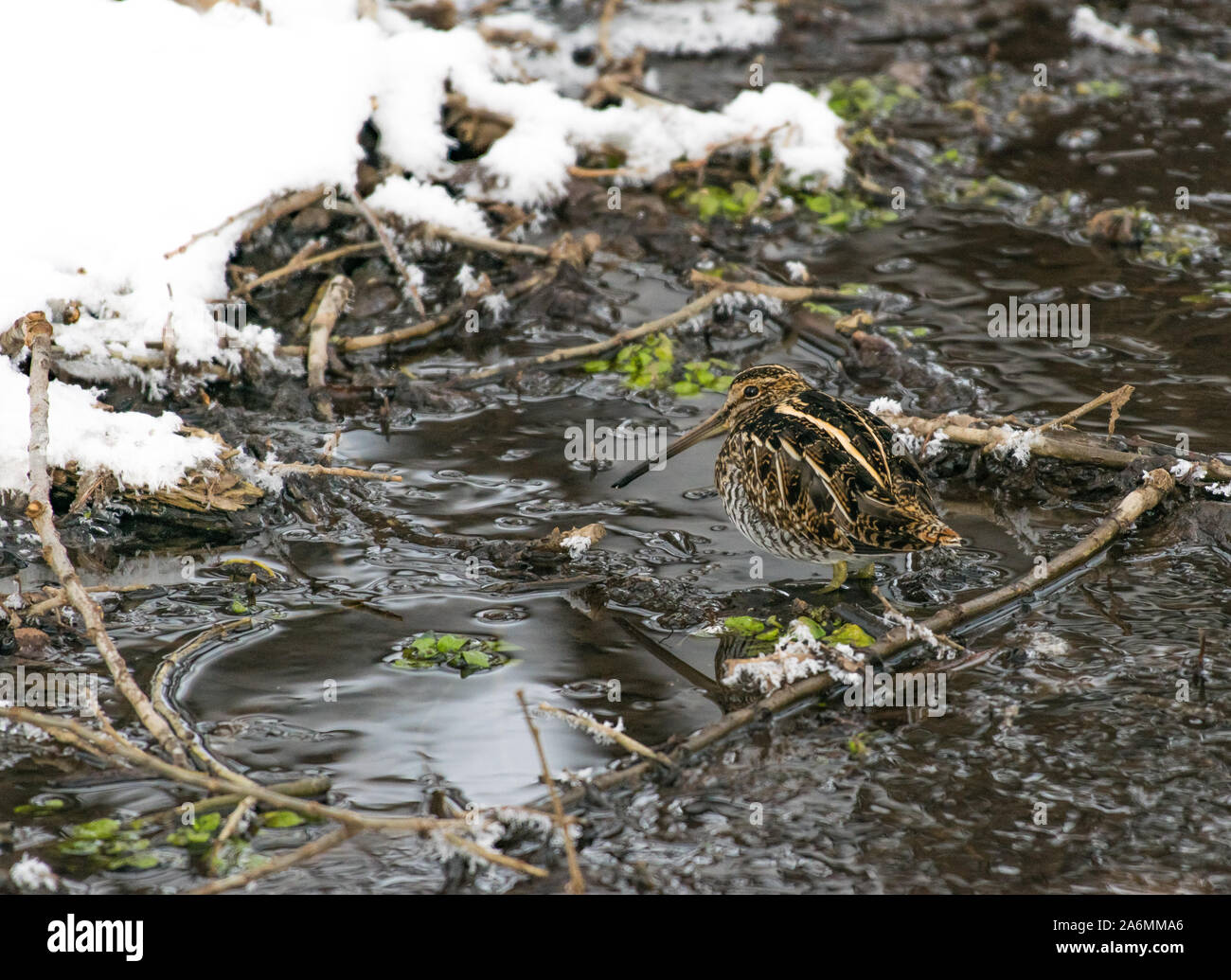 Un Wilson's Snipe in una insenatura ben mimetizzata Foto Stock