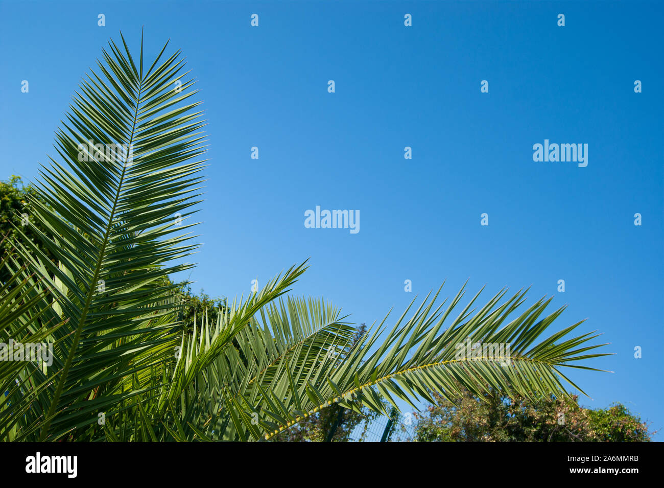 Palma triangolare immagini e fotografie stock ad alta risoluzione - Alamy