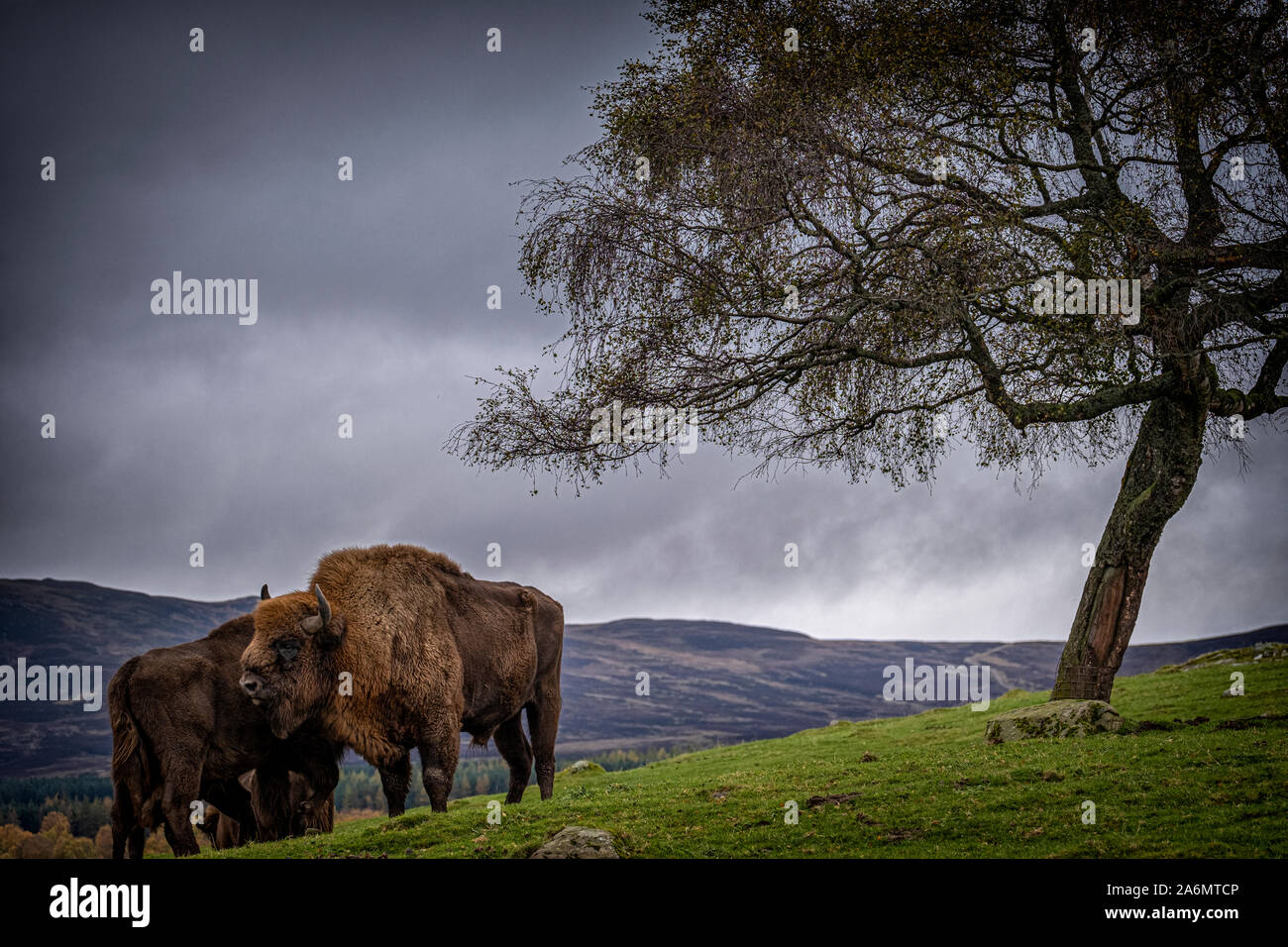 Bison presso l'Highland Wildlife Park, Newtonmore, Scozia. Foto Stock