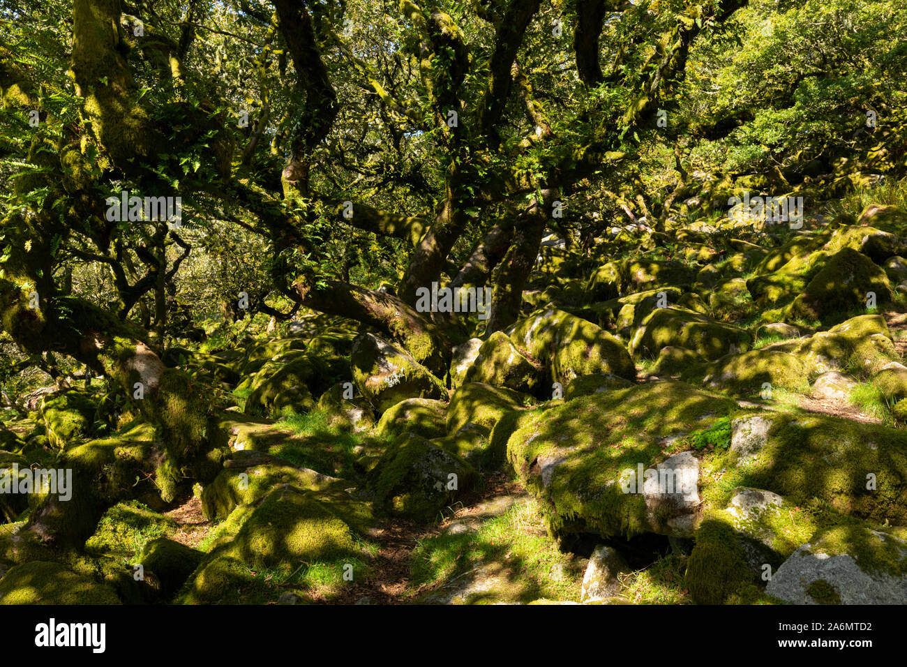 Legno Wistmans nel Parco Nazionale di Dartmoor in Devon Foto Stock
