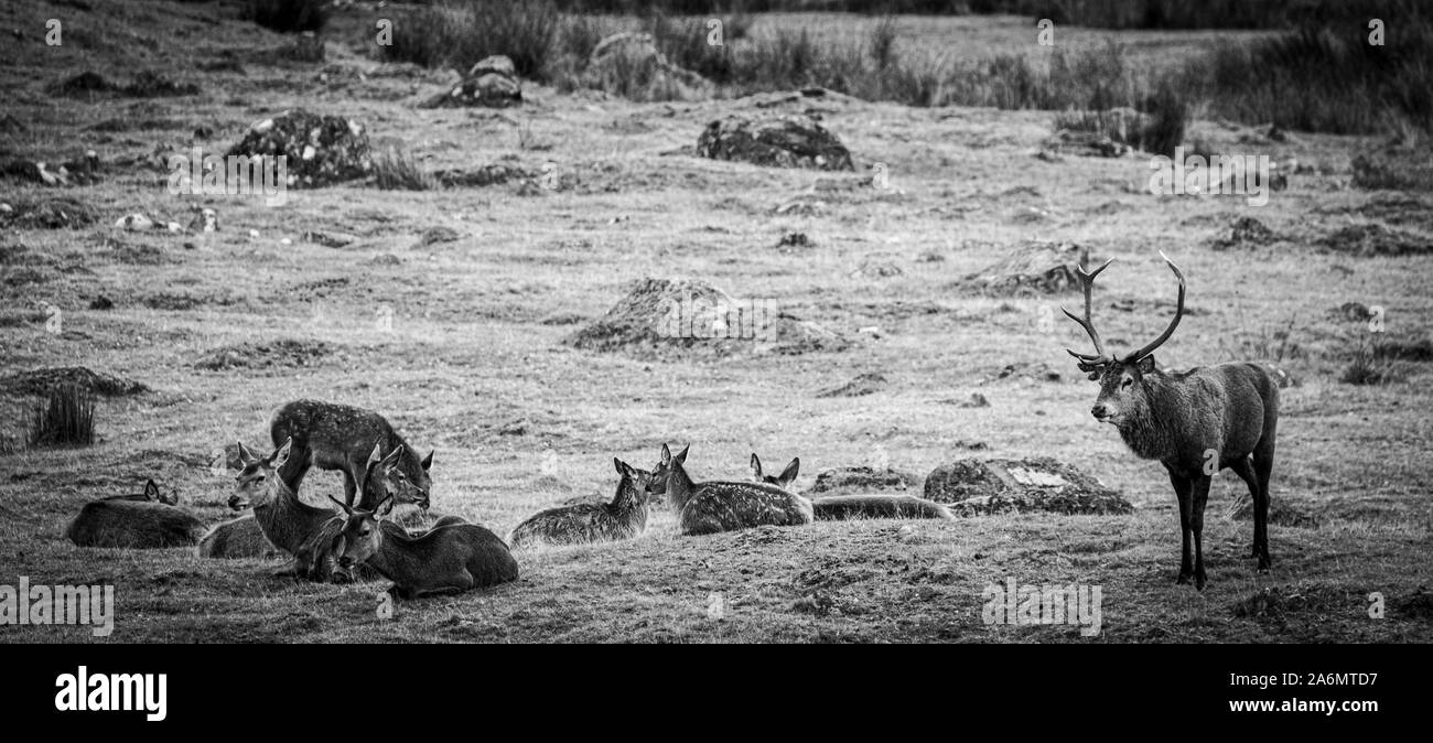 Red Deer presso l'Highland Wildlife Center, Newtonmore, Scozia Foto Stock