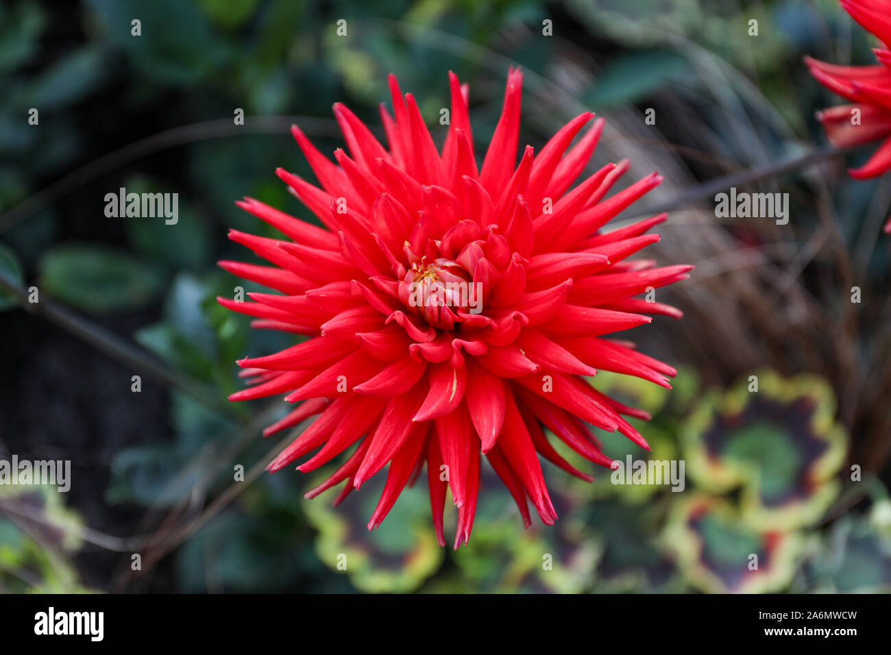 Rosso semi-cactus dahlia Foto Stock