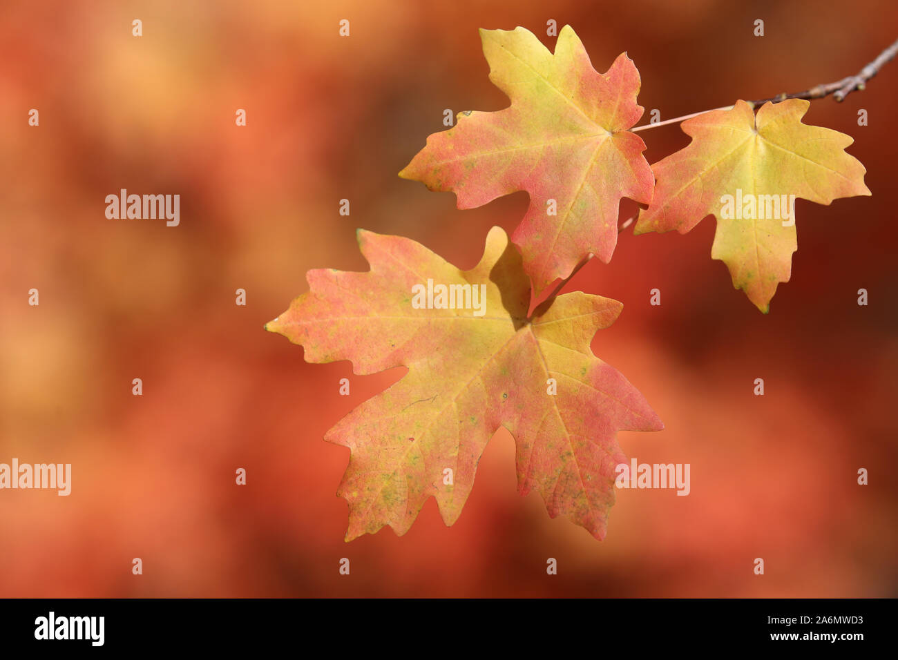 Foglie di acero ruotando nella stagione autunnale, Utah Foto Stock