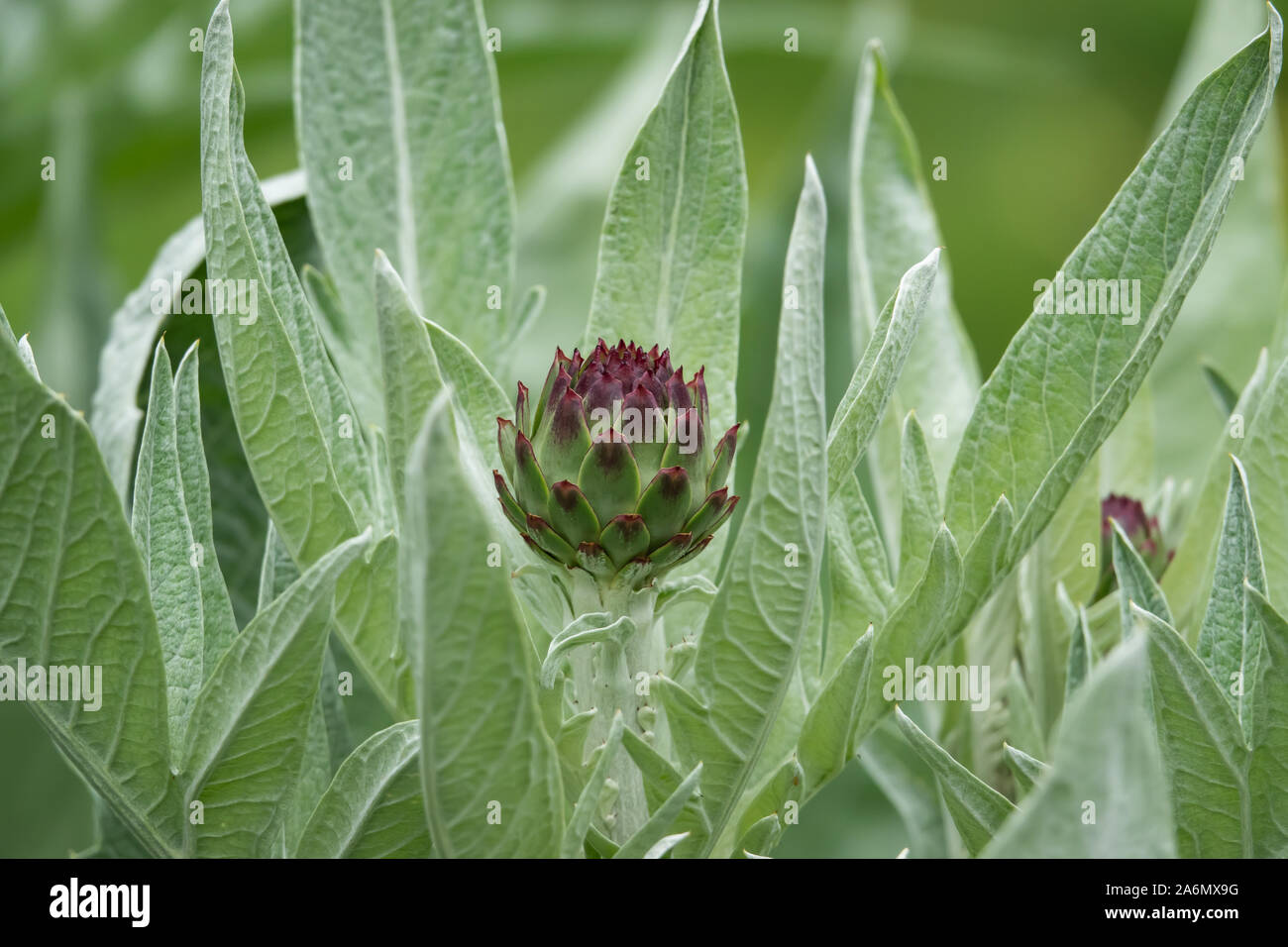 Carciofi boccioli di fiori in primavera Foto Stock