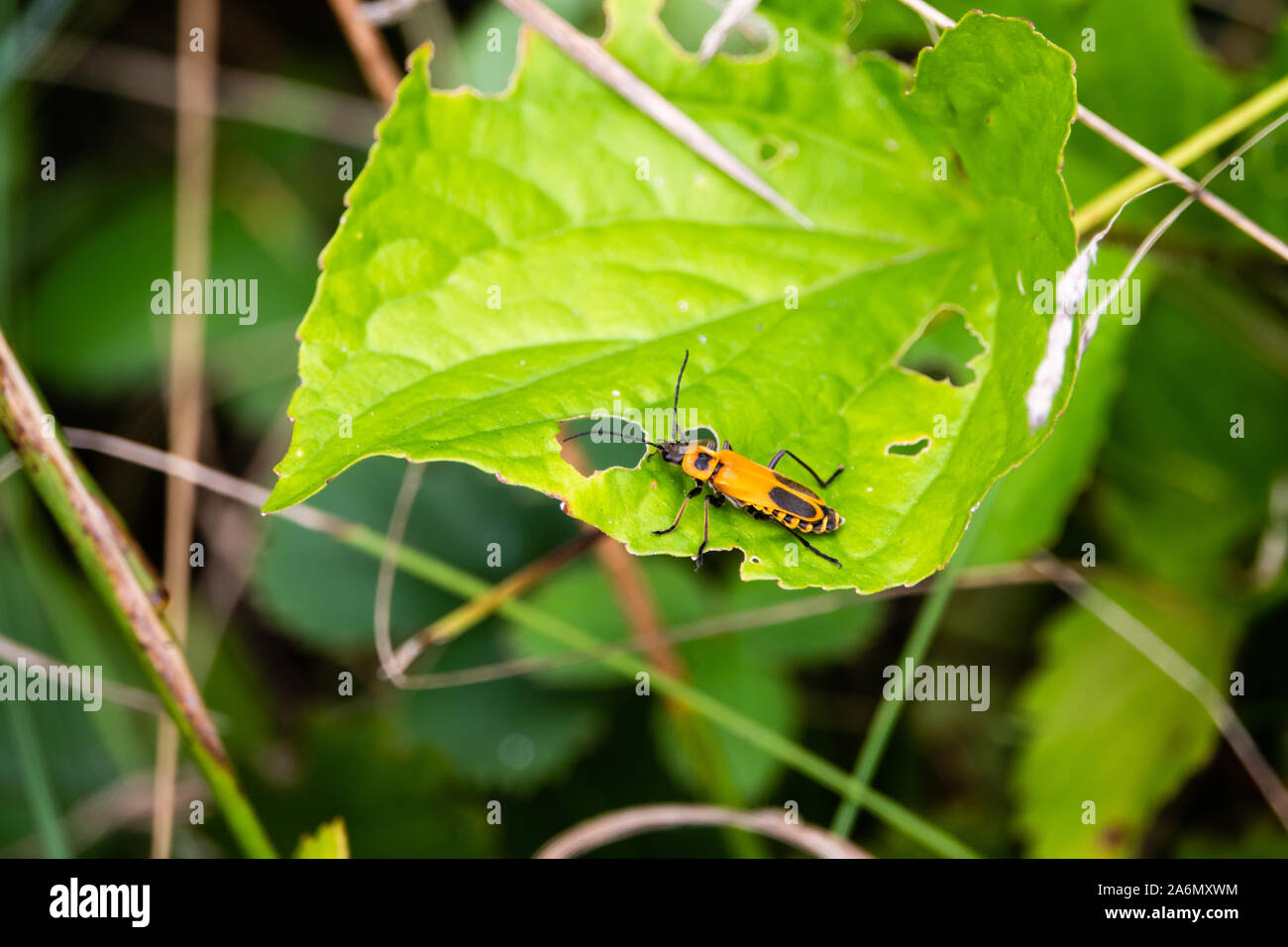 Soldato oro Beetle sulla lamina Foto Stock