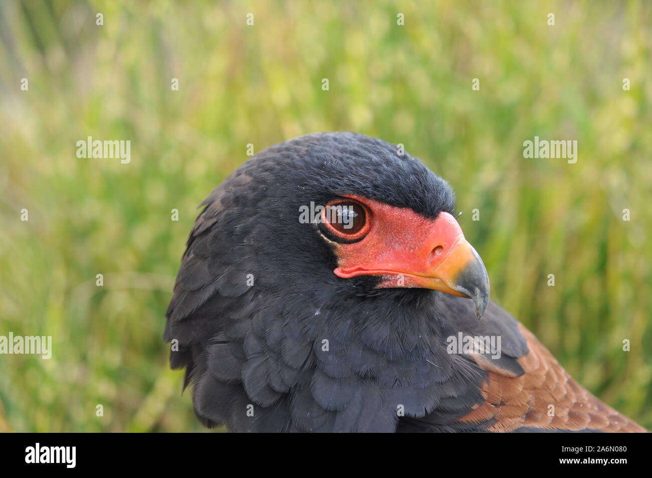 Il Bateleur (Terathopius ecaudatus) è una di medie dimensioni eagle nel bird family Accipitridae, comune nella savana aperta paese dell Africa sub-sahariana. Nidifica in alberi, recante un singolo uovo che è incubato dalla femmina per 42 a 43 giorni, con un ulteriore 90 a 125 giorni fino al giovane. Bateleurs coppia per tutta la vita e utilizzerà lo stesso nido per un numero di anni. L'Aquila oscilla su un territorio di 250 chilometri quadrati al giorno. La preda di questo raptor è prevalentemente di uccelli, compresi i piccioni e sabbia grouse, e anche di piccoli mammiferi. 08/03/09. Gauteng, Sud Africa.. Foto Stock