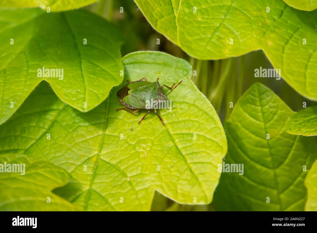 Schermo verde Bug su foglia di primavera Foto Stock