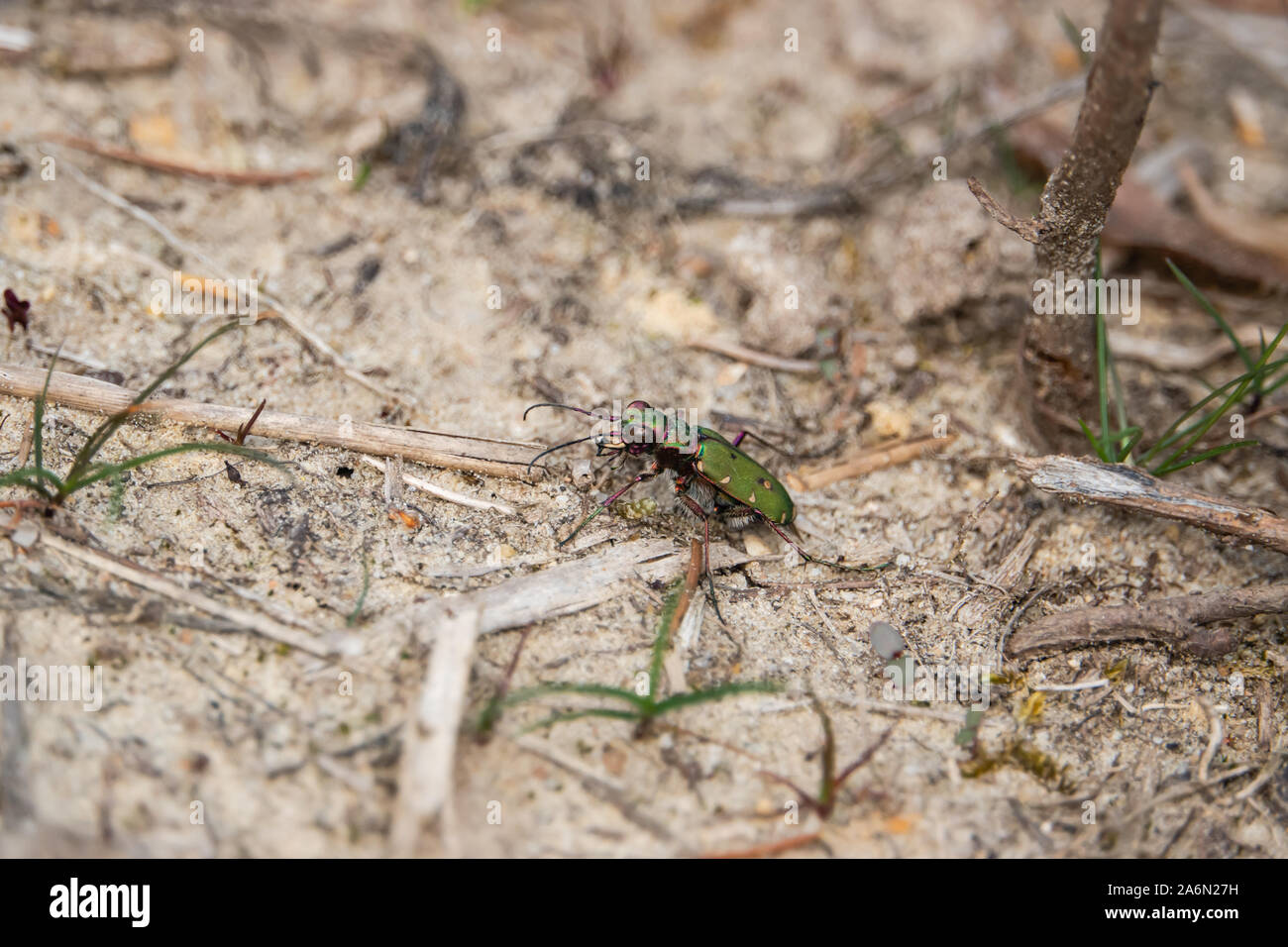 Green Tiger Beetle in primavera Foto Stock