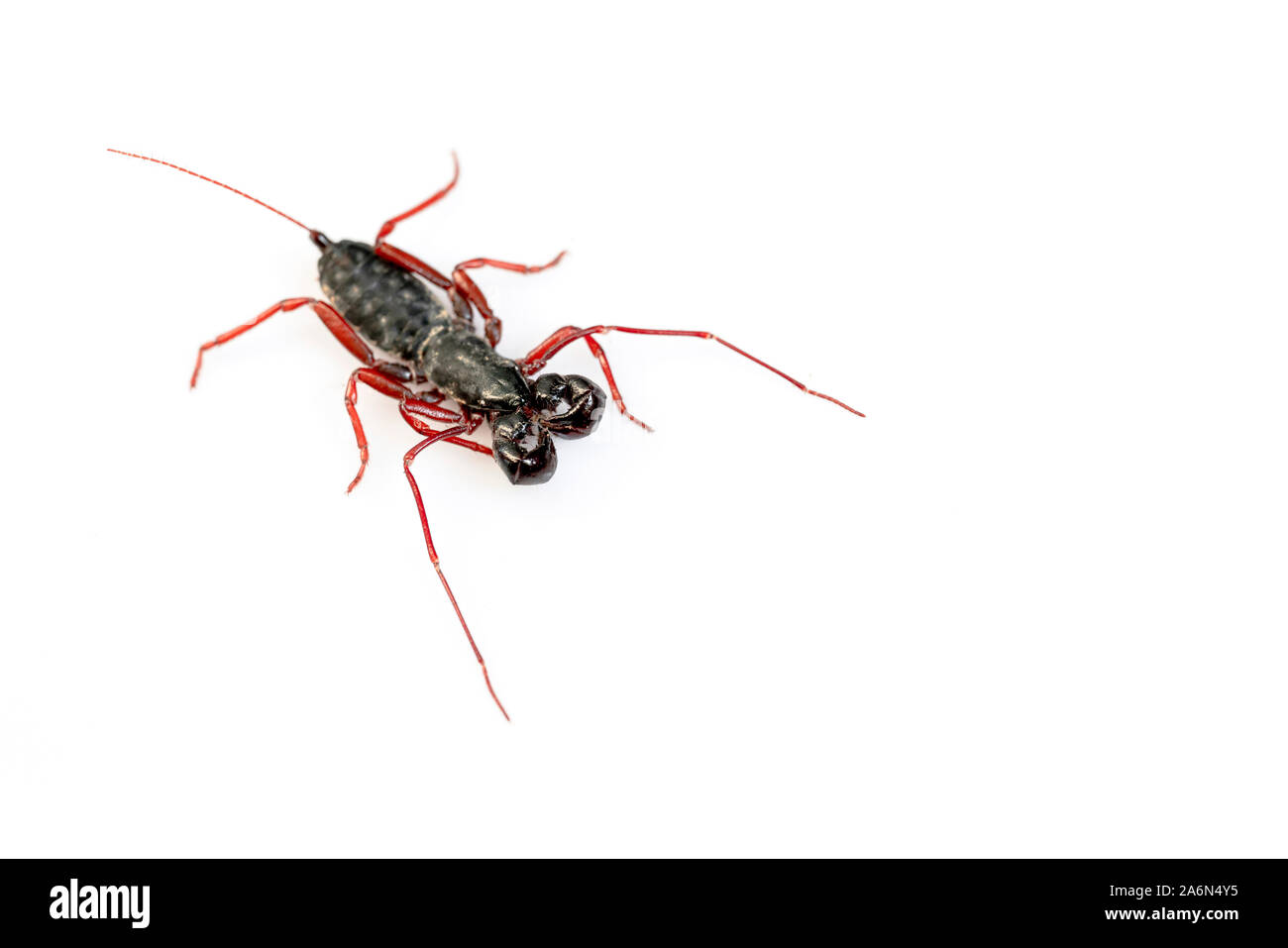 Frustino Scorpion isolati su sfondo bianco Foto Stock
