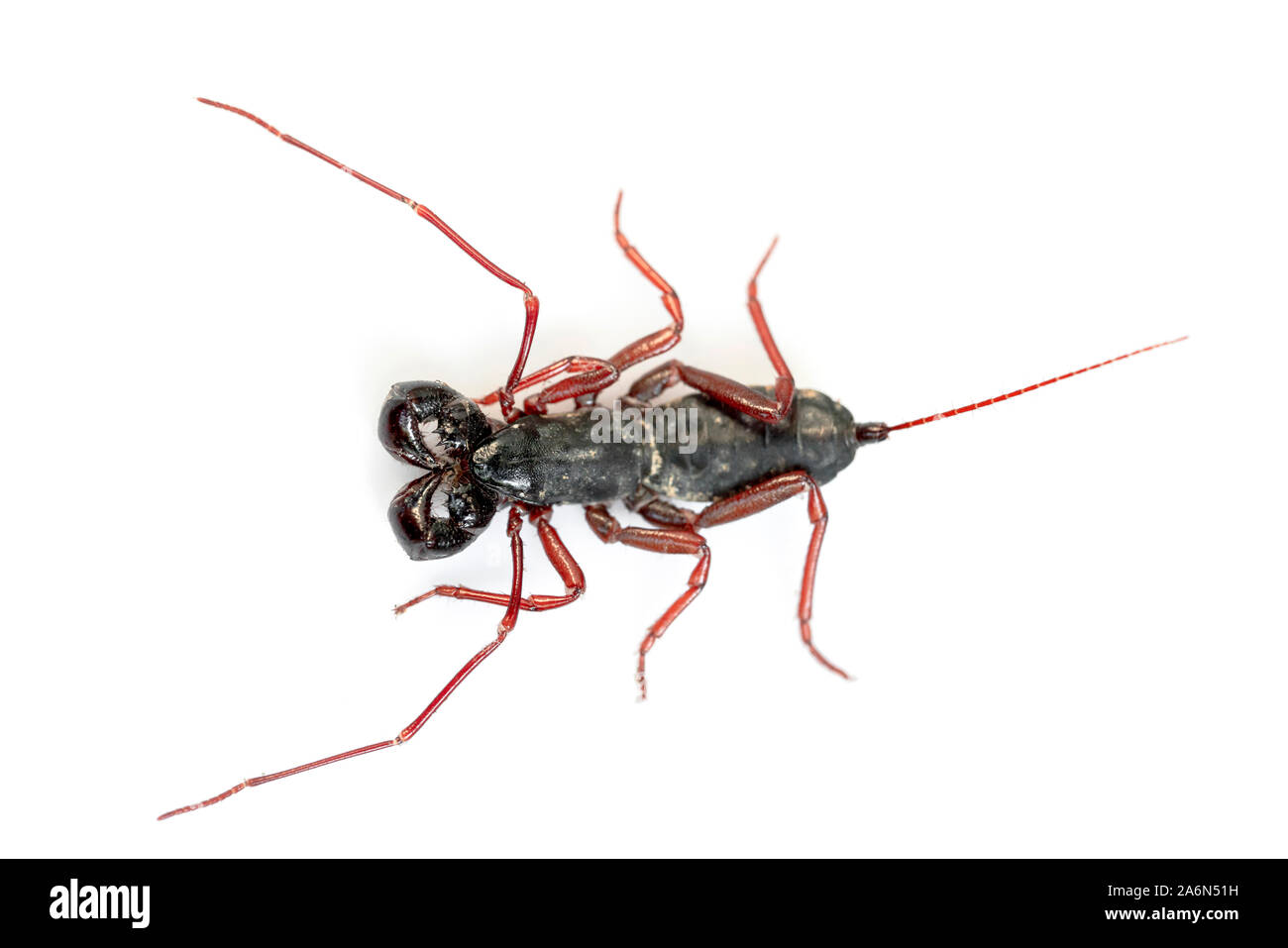 Frustino Scorpion isolati su sfondo bianco Foto Stock