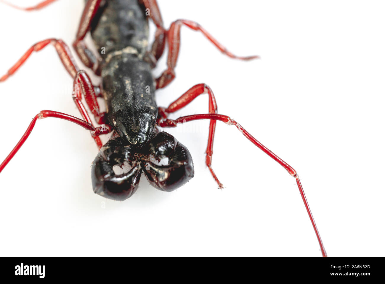 Frustino Scorpion isolati su sfondo bianco Foto Stock