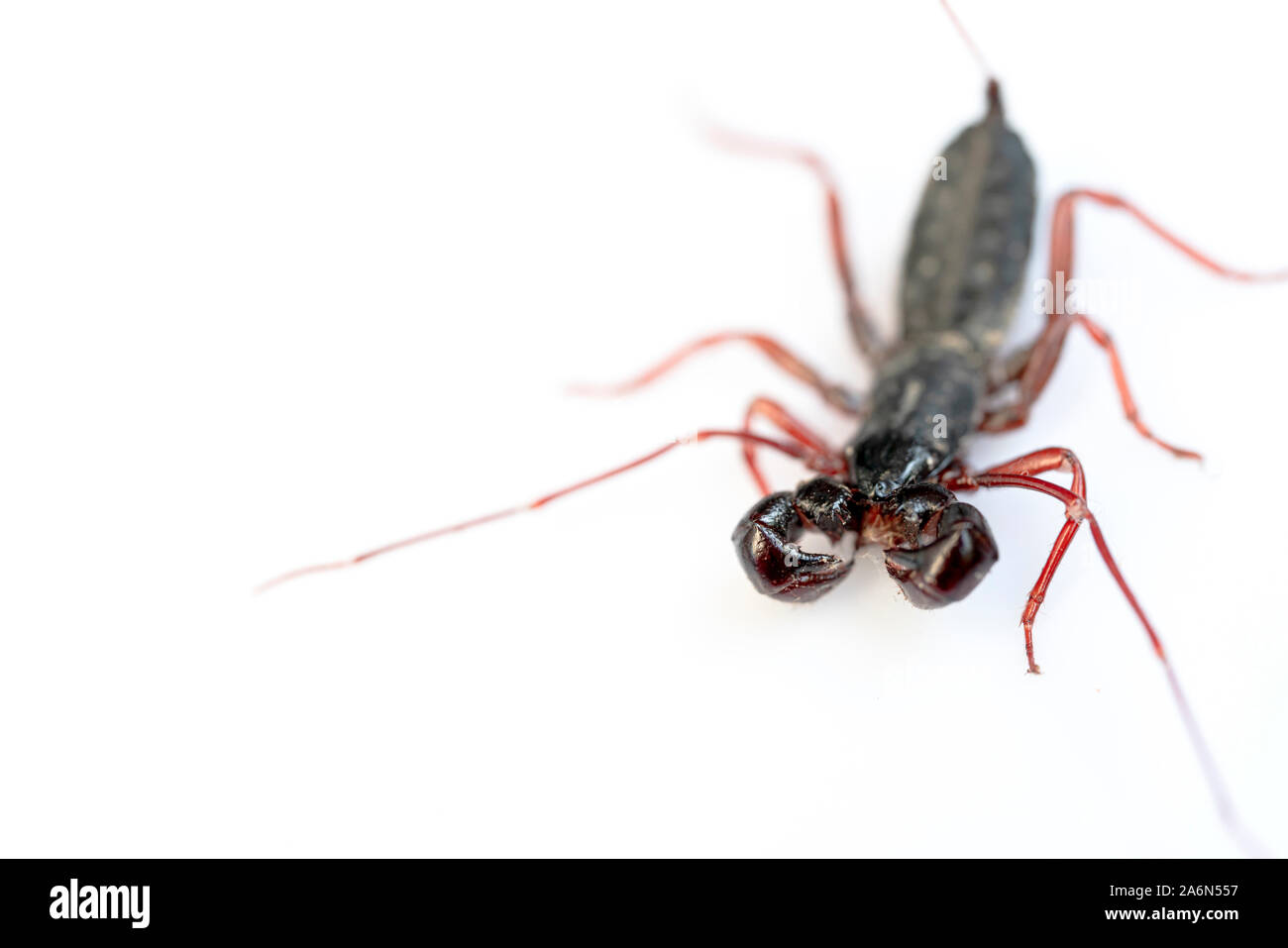Frustino Scorpion isolati su sfondo bianco Foto Stock