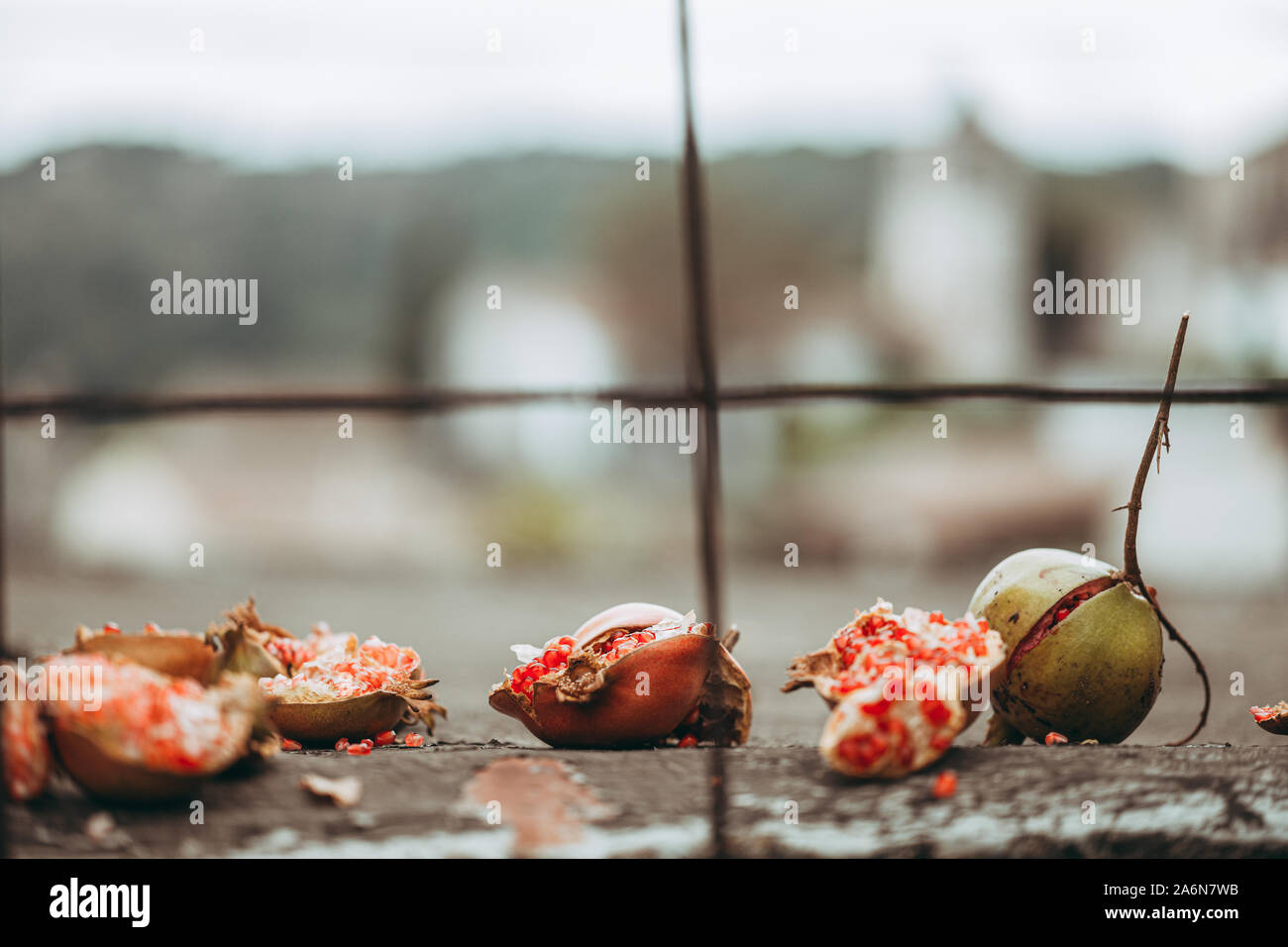 LOLLOVE, Sardegna / Ottobre 2019: frutti di melograno su za muro di pietra Foto Stock