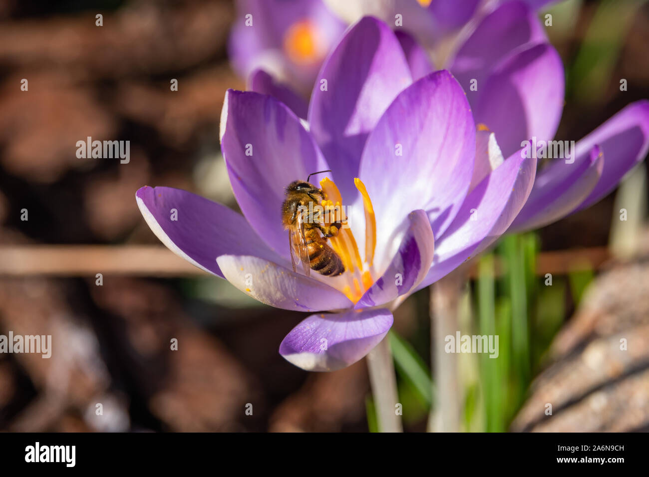 Honeybee raccogliere il polline dal fiore Crocus in inverno Foto Stock