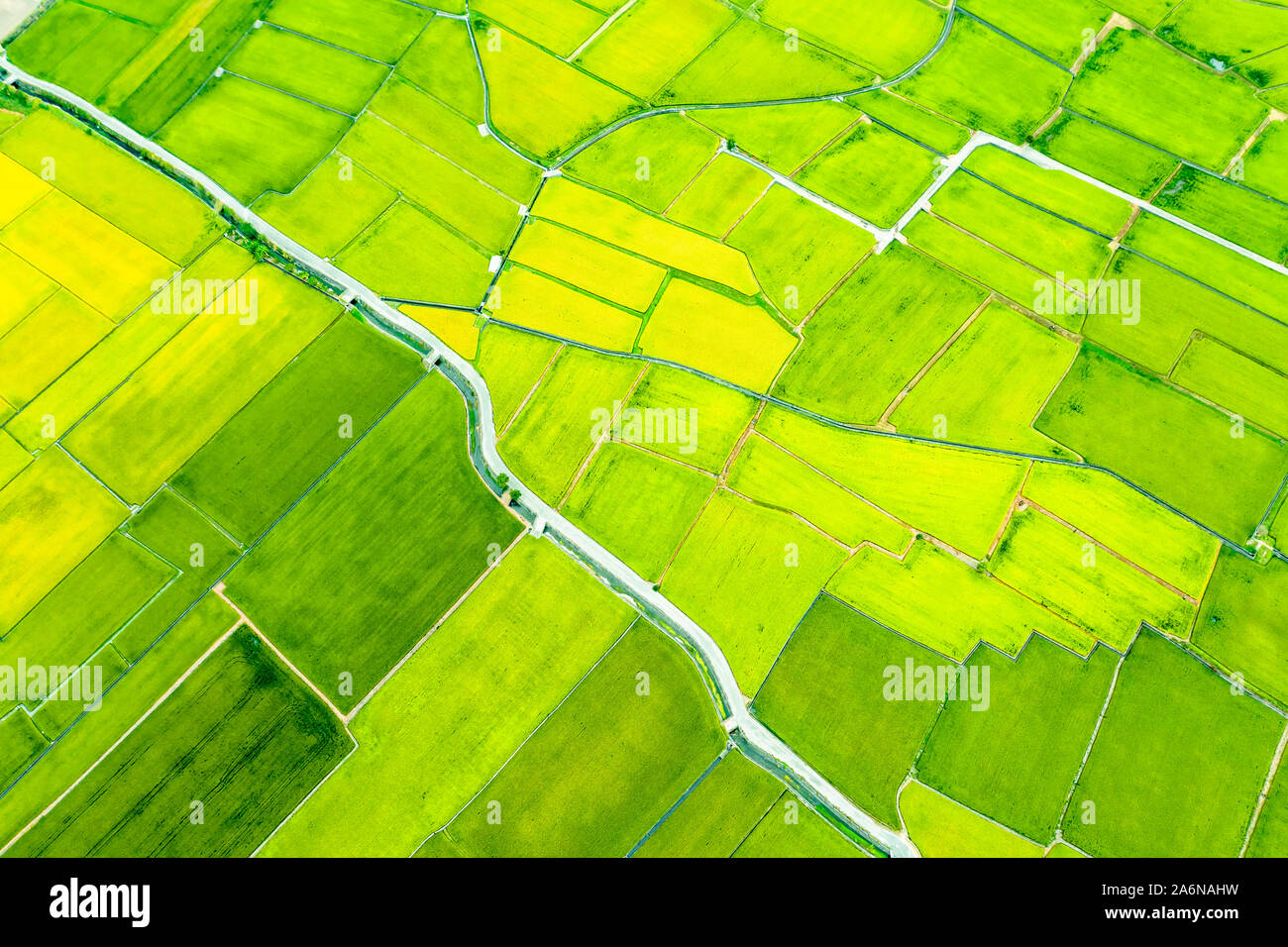 Vista aerea di bellissimi campi di riso in taitung . Taiwan. Foto Stock