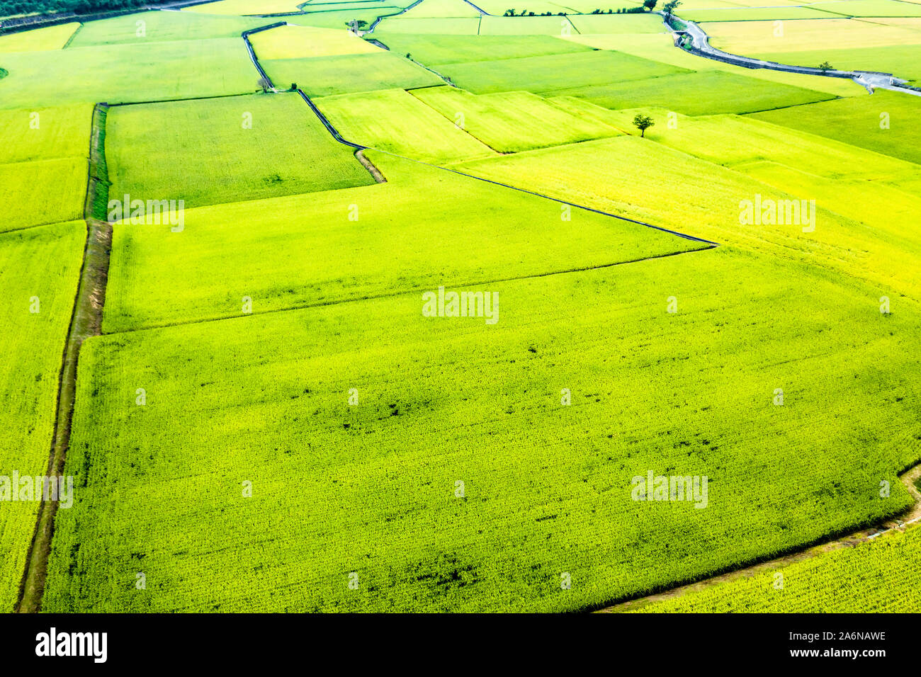 Vista aerea di bellissimi campi di riso in taitung . Taiwan. Foto Stock