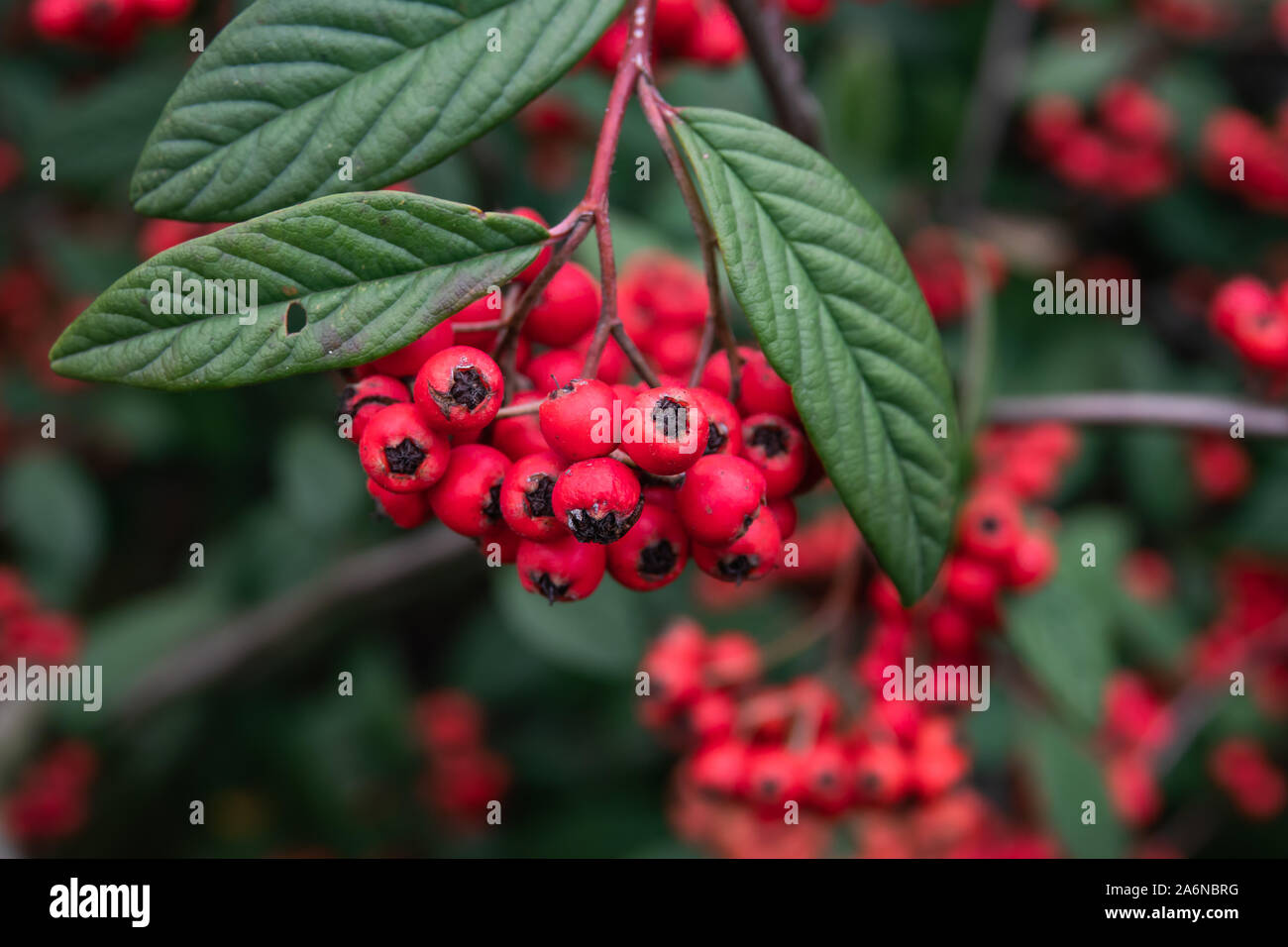 La Hylmo Cotoneaster frutti in inverno Foto Stock