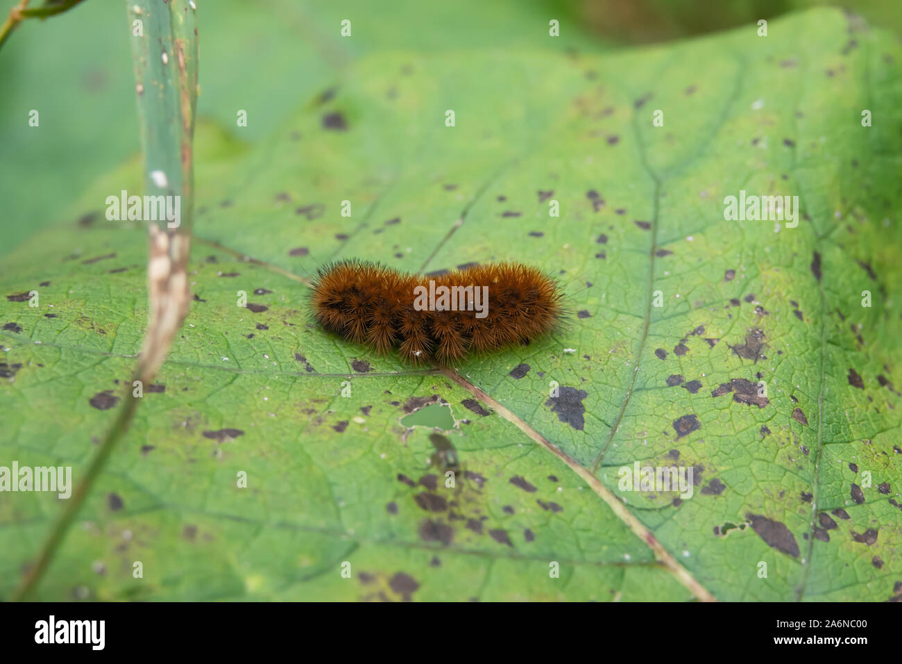 Isabella Tiger Moth Caterpillar su foglie in estate Foto Stock