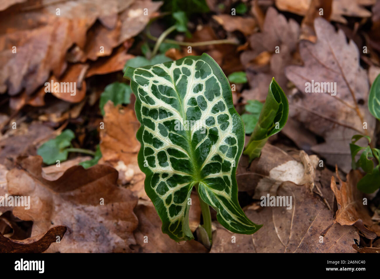 Italian Arum foglie in inverno Foto Stock