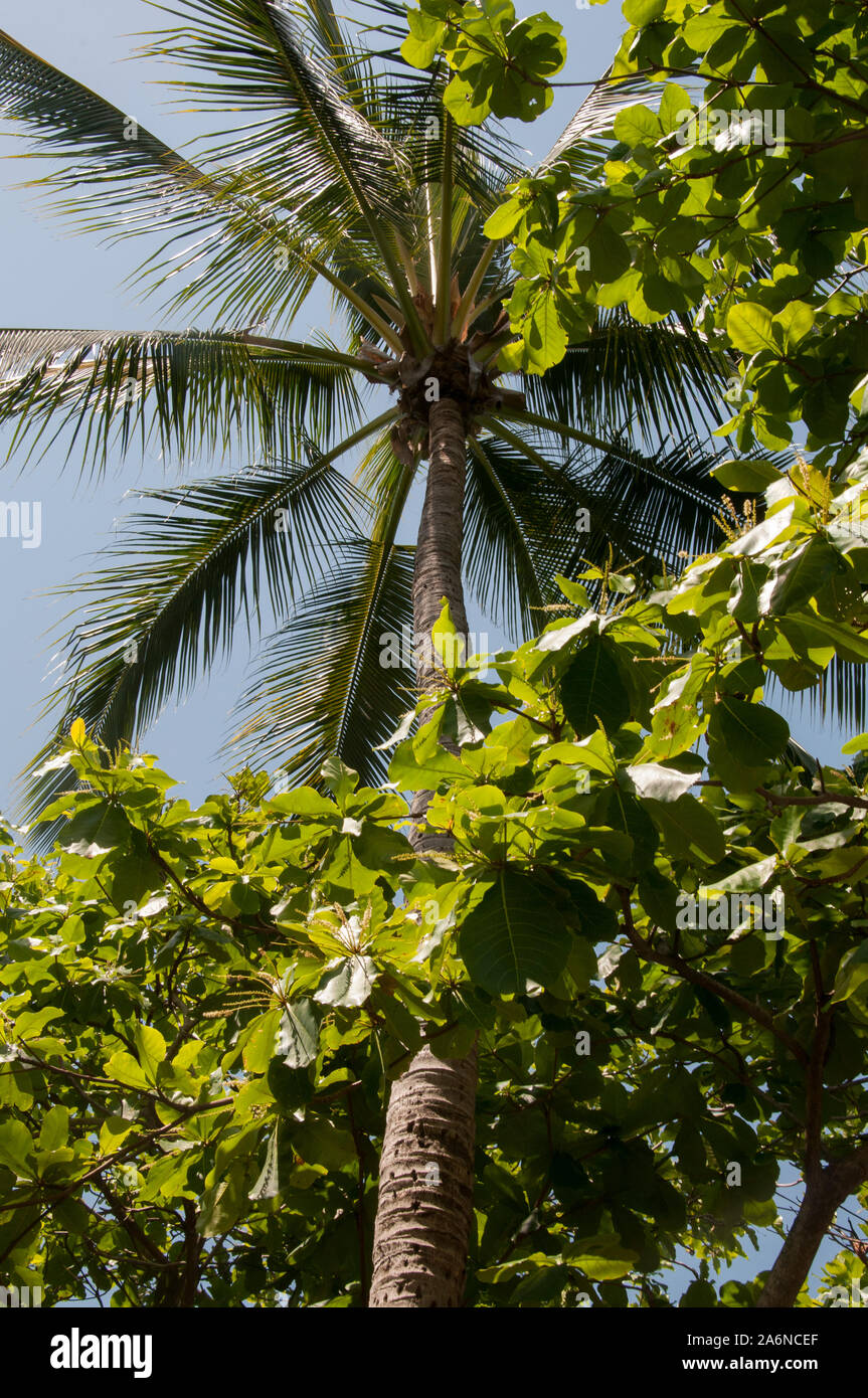 Palm tree su una spiaggia a nord di Cairns, North Queensland, Australia Foto Stock