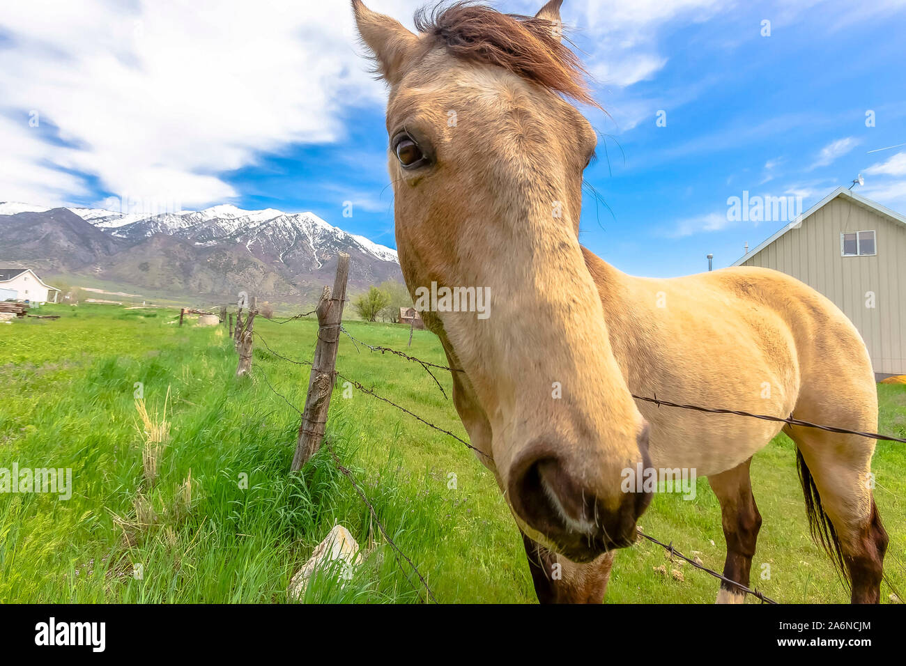 Curioso a cavallo con il suo naso per la fotocamera Foto Stock