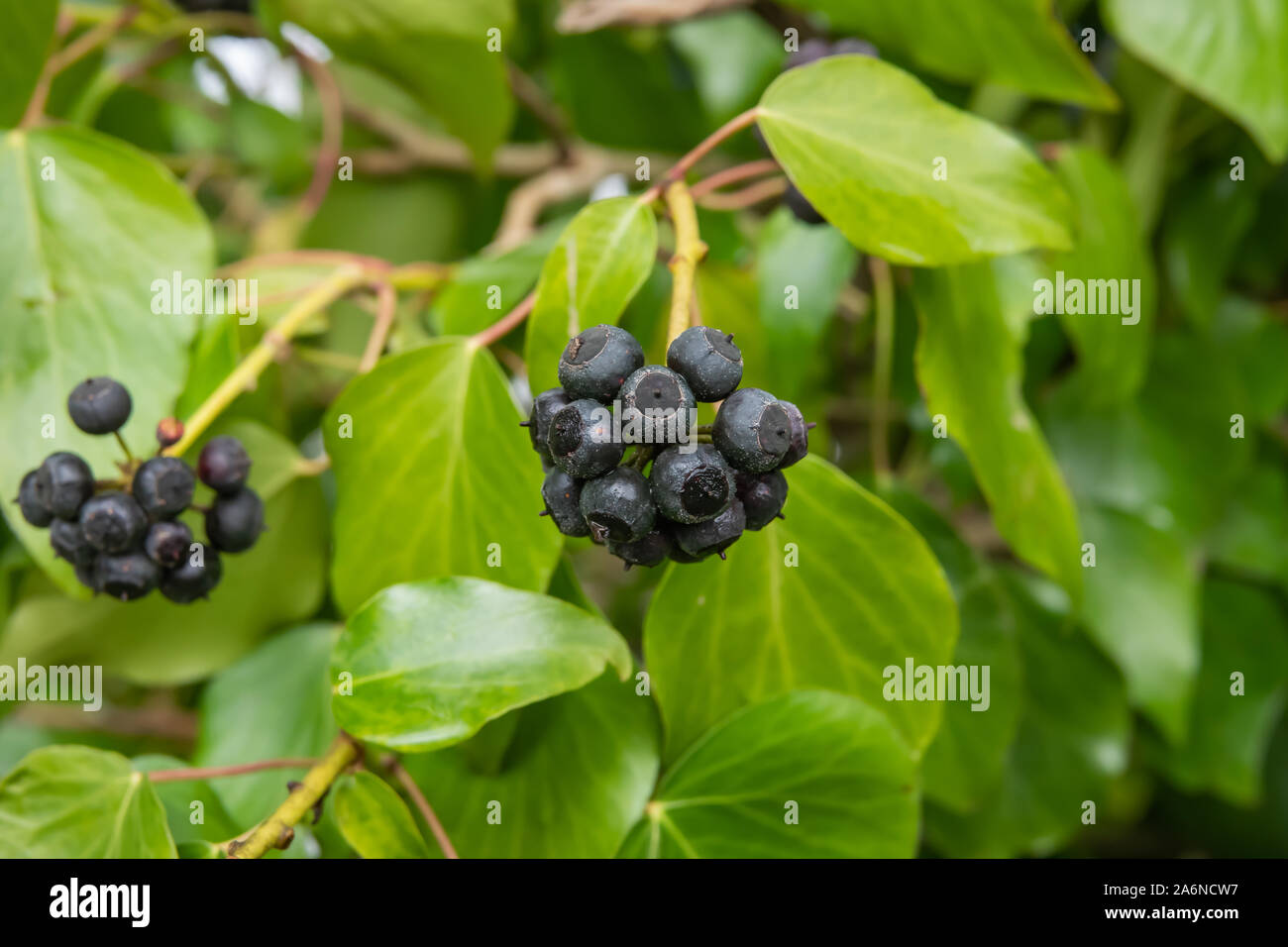 Edera Cluster di frutta in inverno Foto Stock