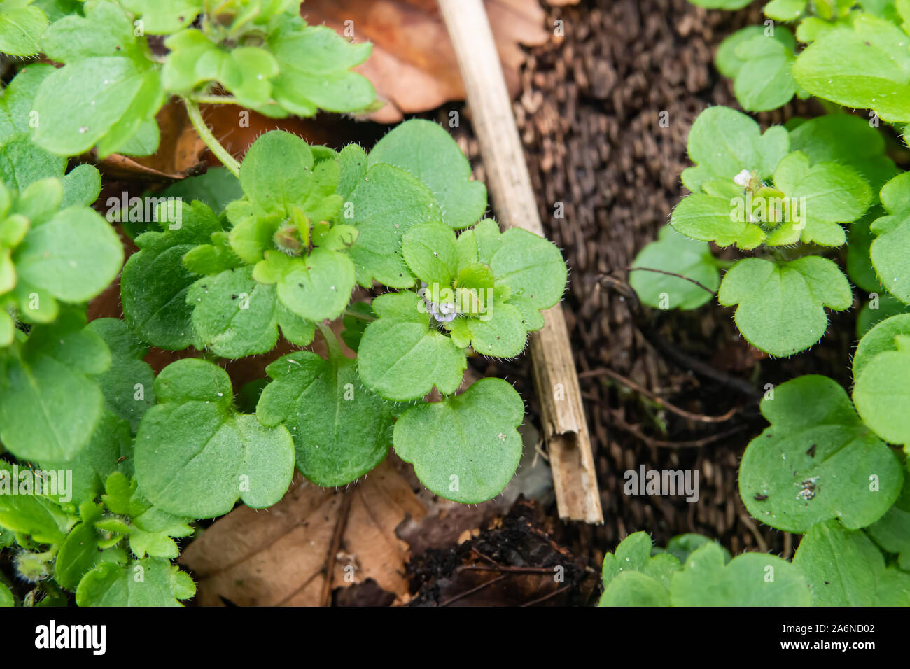 Ivy lasciava Speedwell fiori in inverno Foto Stock