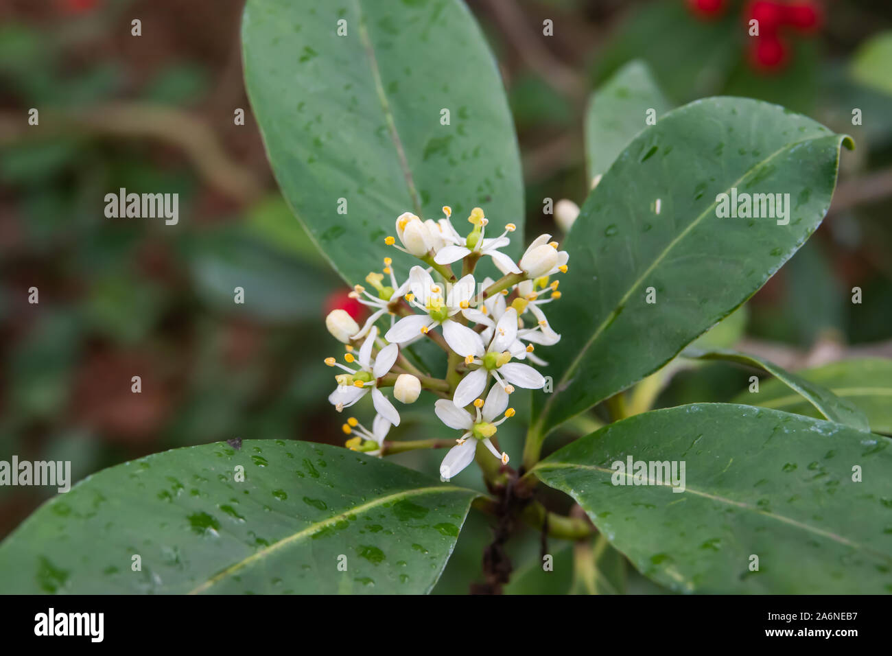 Skimmia giapponese fiori che sbocciano in inverno Foto Stock
