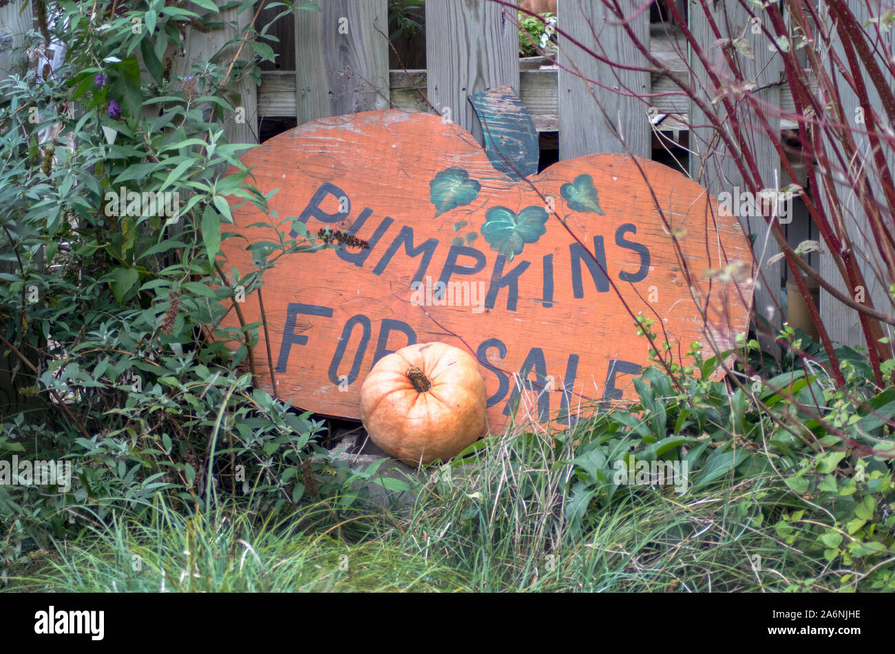 Un simpatico segno in un locale di zucca patch dice a tutti che questo è il posto giusto per acquistare zucche di Halloween Foto Stock