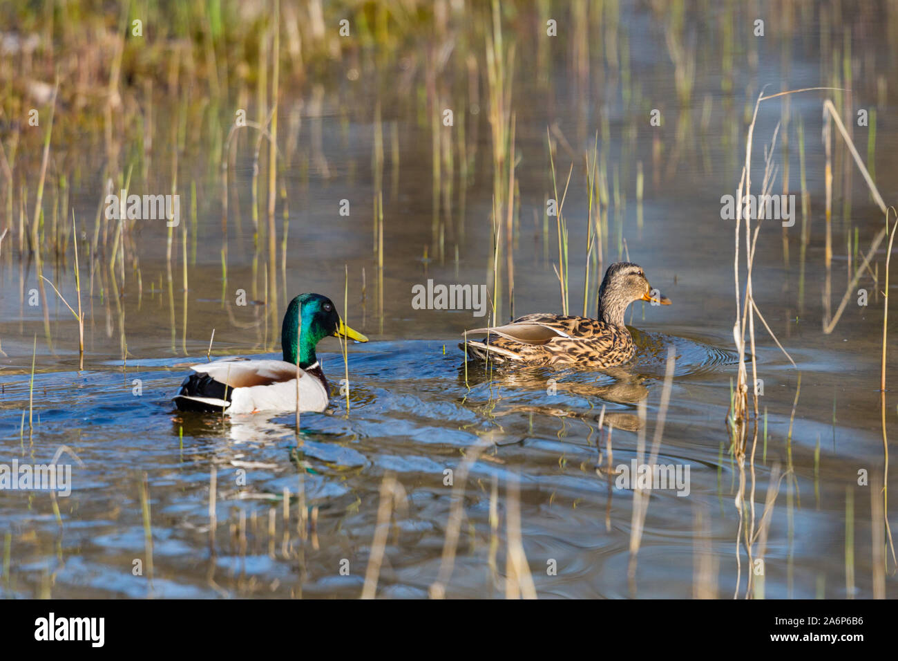 Le anatre bastarde giovane (Anas platyrhynchos) nuoto attraverso gli stocchi reed Foto Stock