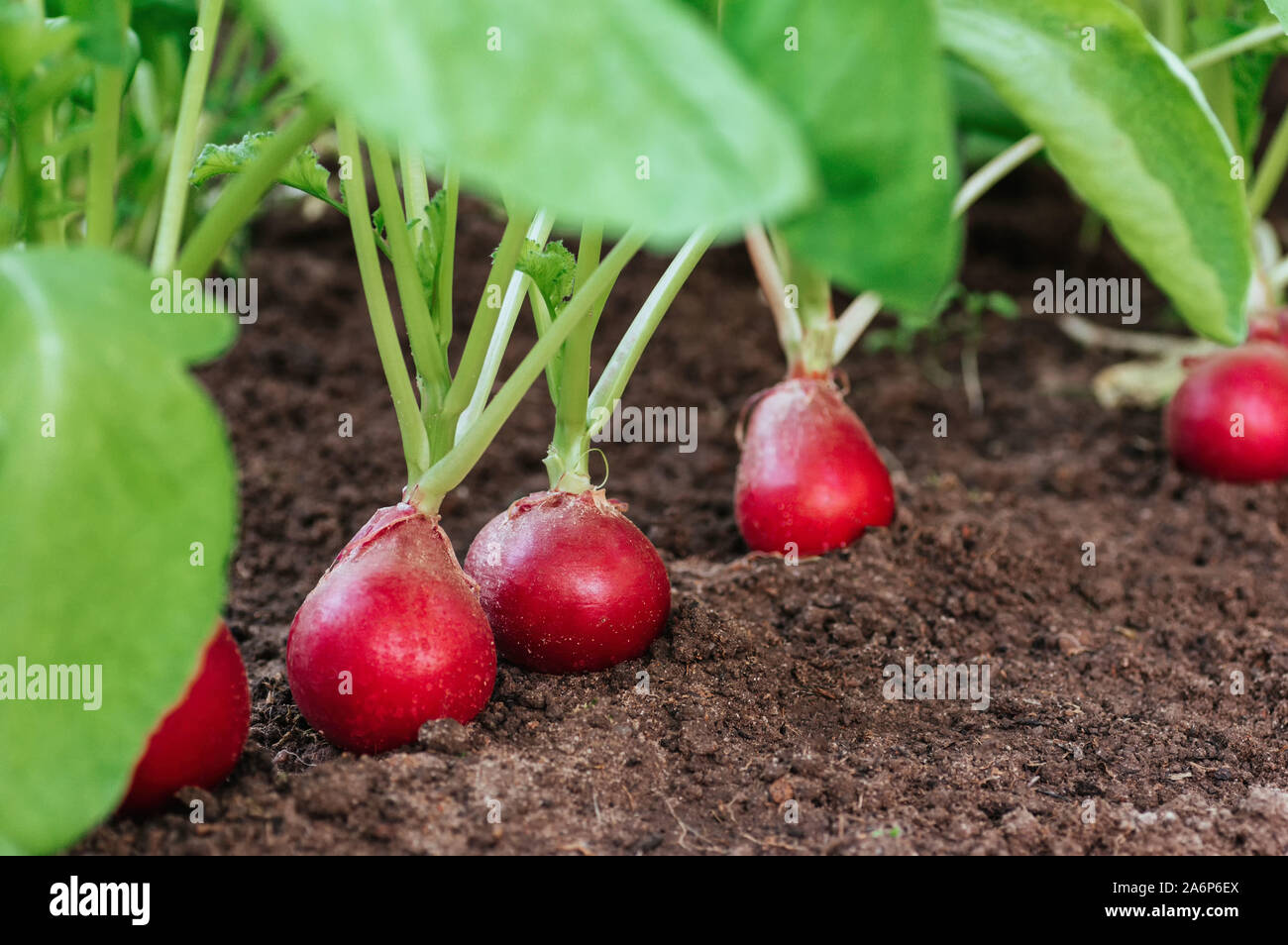 Mature di ravanello rosso in terra sul giardino. eco-alimenti, coltivazione di ortaggi, alimentazione sana. Concetto vegan. Copia spase. Foto Stock